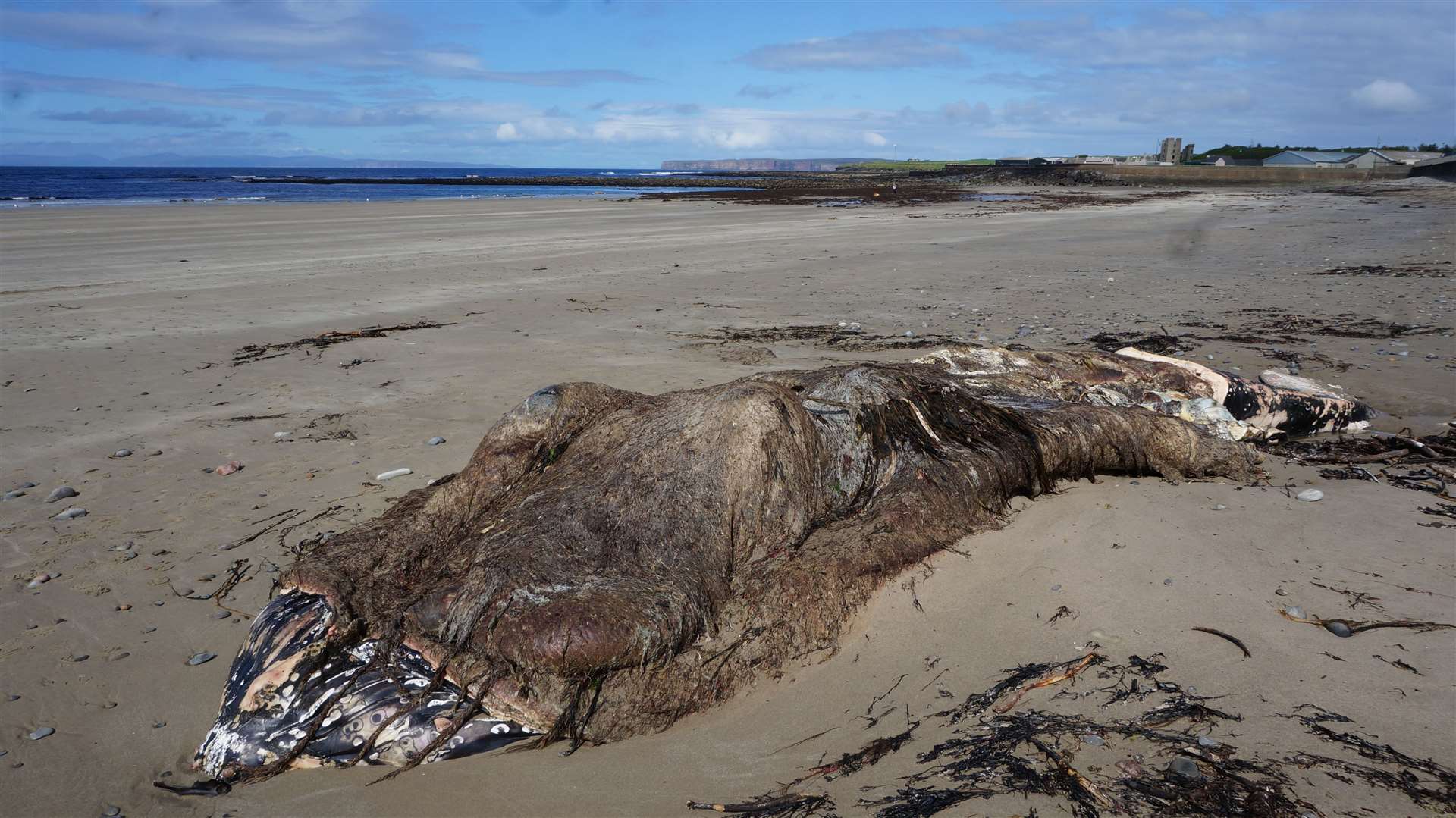 The remains of the young humpback whale had drifted onto Thurso beach. Picture: DGS