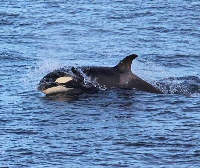 One of the orcas near the Trinkie at Wick’s South Head on Tuesday night. Picture: Viv Gunn
