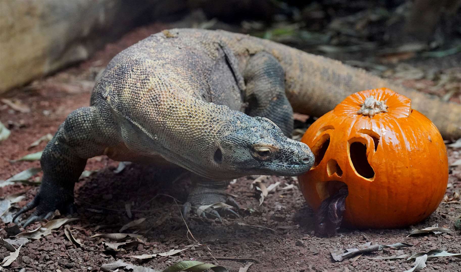 A Komodo dragon investigates its pumpkin treat (Jonathan Brady/PA)