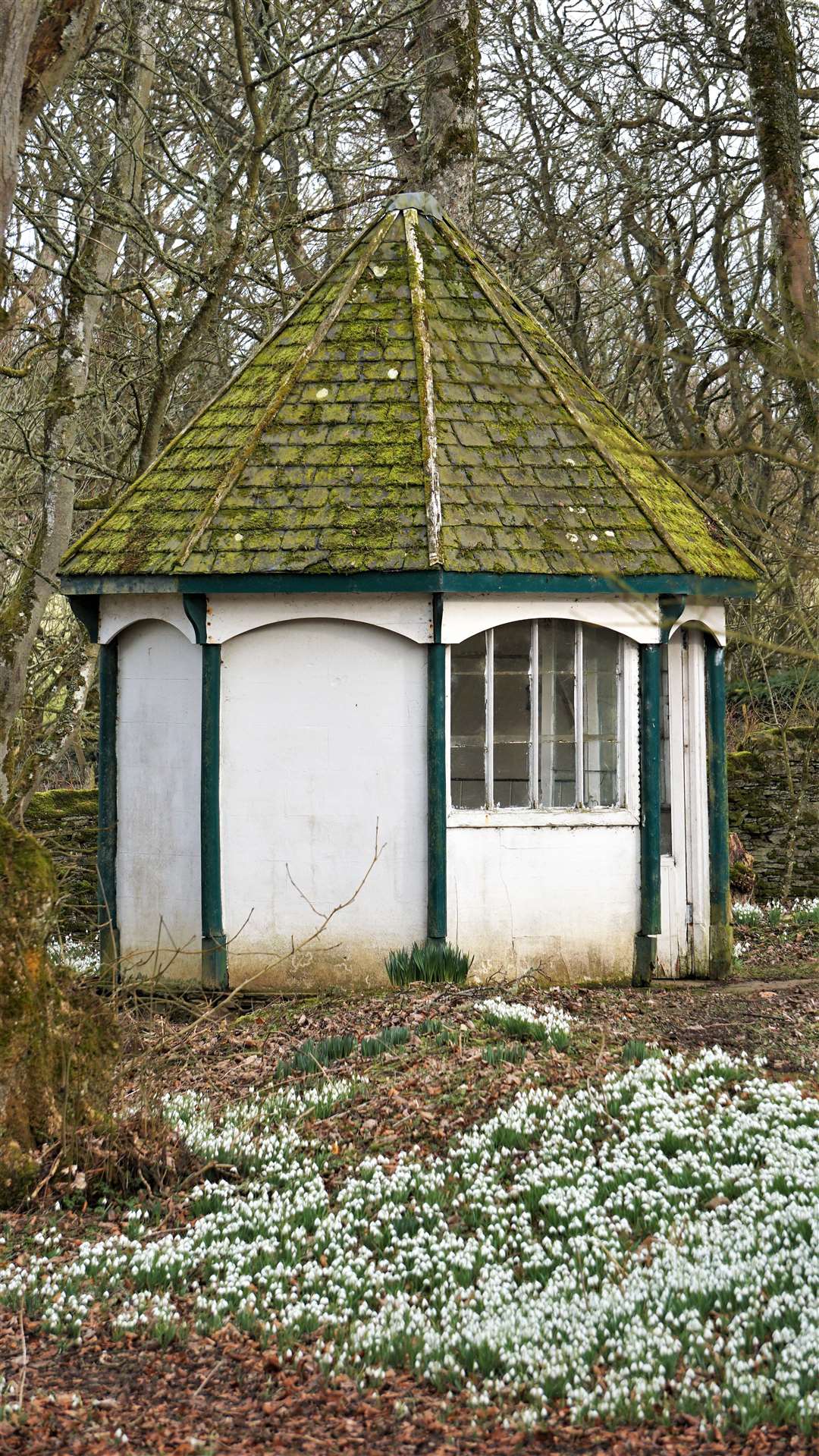 Thousands of snowdrops surround the pond and its summer house. Picture: DGS