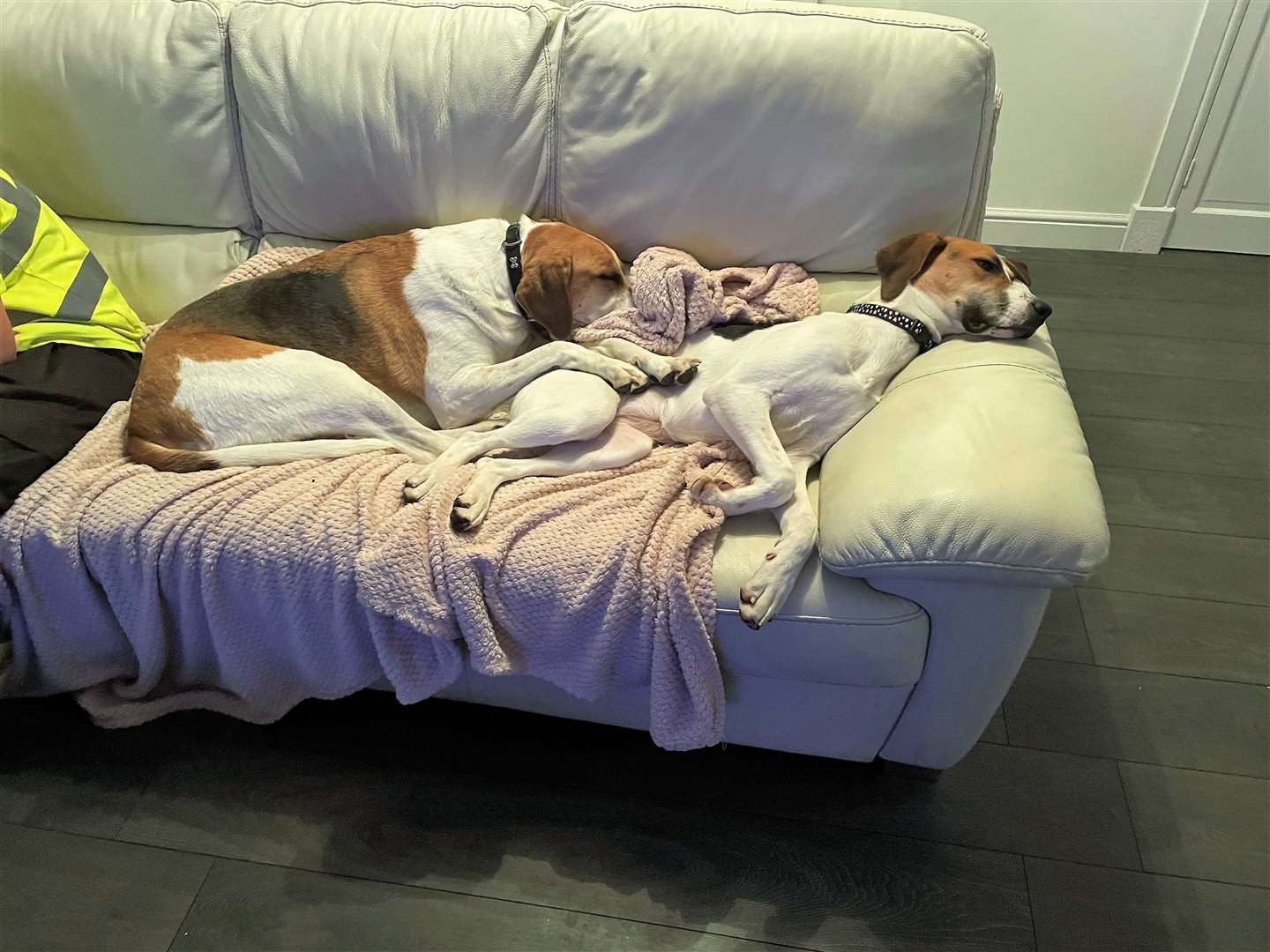 Daisy has now found her forever home with Max who is also a foxhound. Picture: SSPCA
