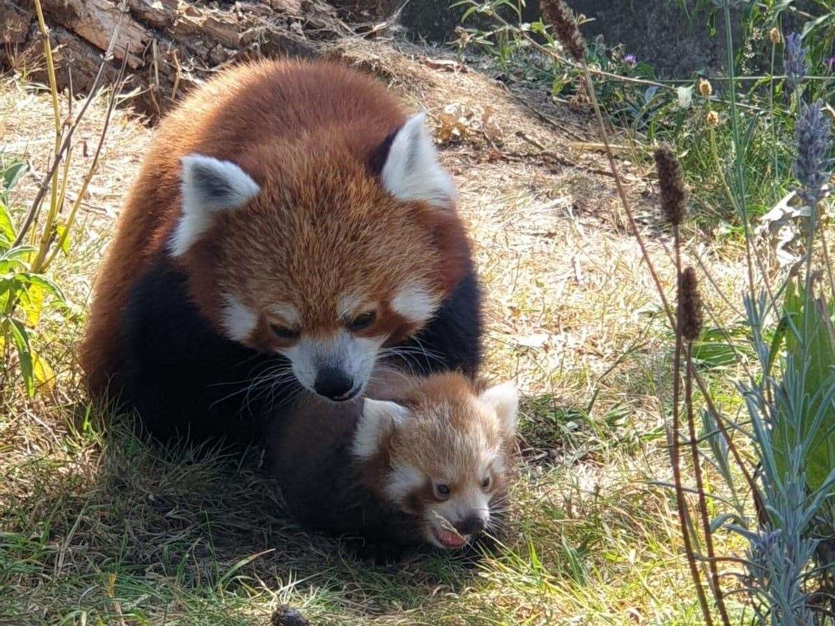 Tashi the red panda with her new cub (ZSL Whipsnade Zoo/PA)
