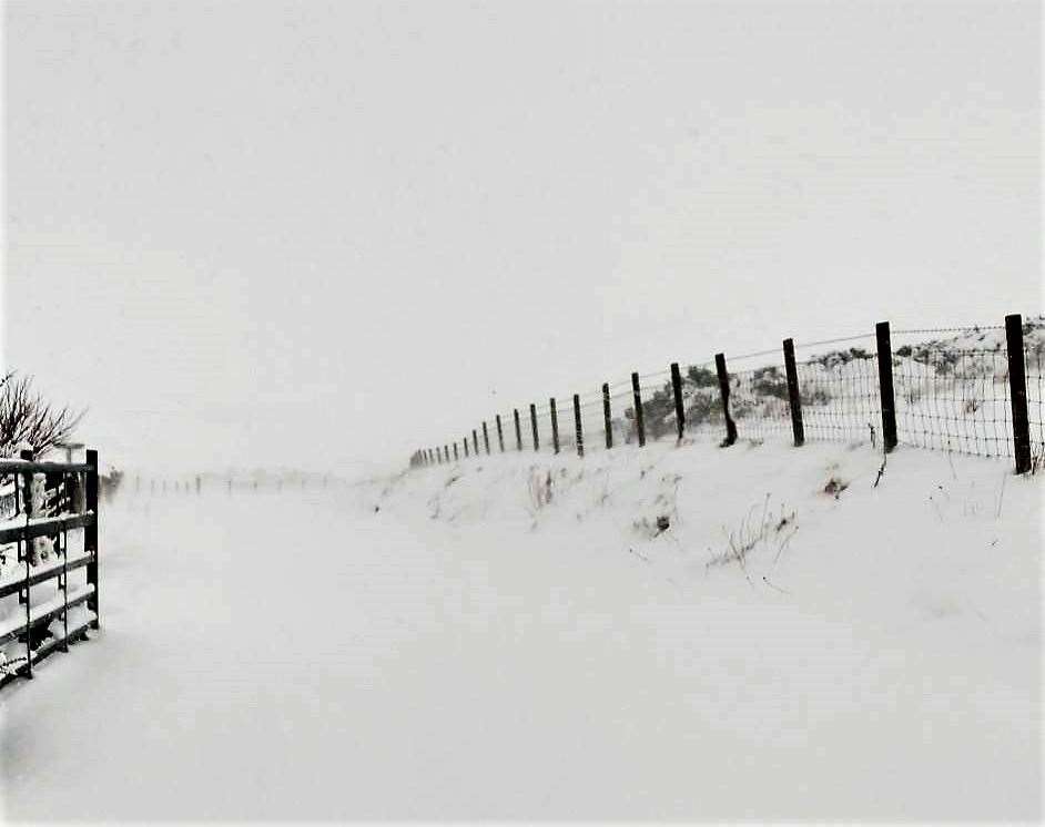 Whiteout at Guidebest near Latheron. Picture: Tanya Fryer