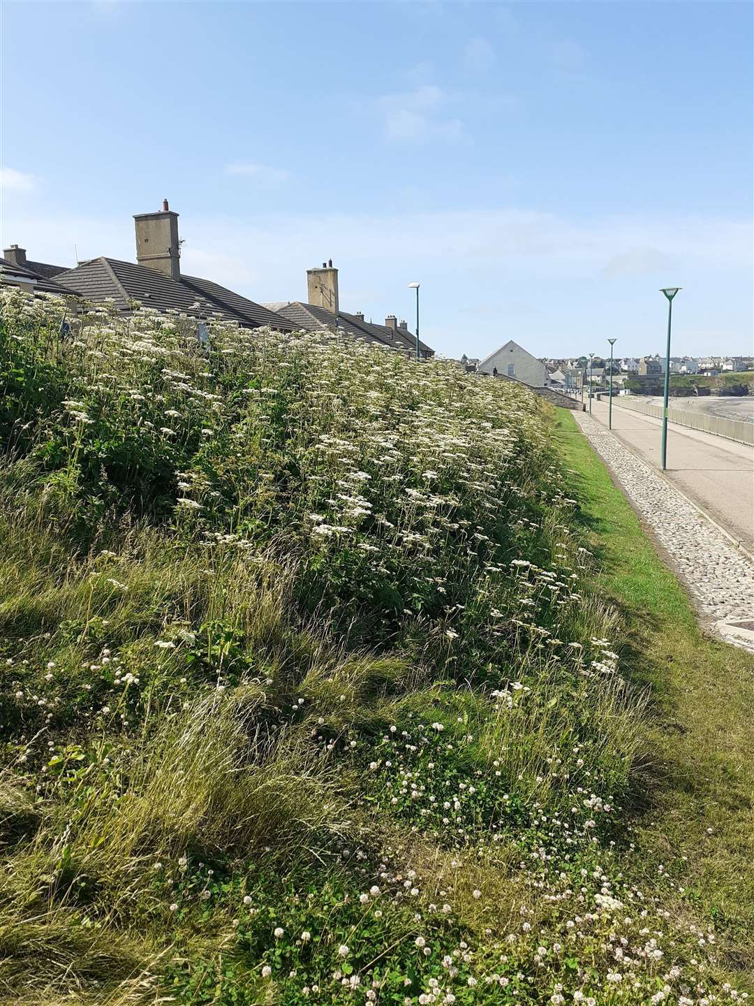 Weeds earlier this year on the embankment at the Esplanade in Thurso. Local green-fingered activist Alexander Glasgow thinks sea holly would be a suitable plant for this area.