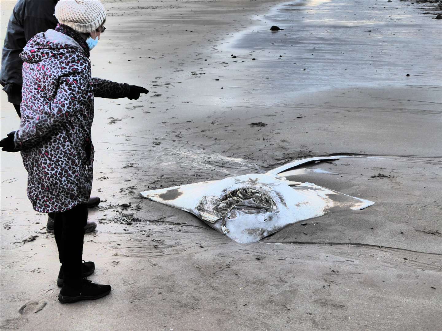 Large skate washed up at Reiss beach.
