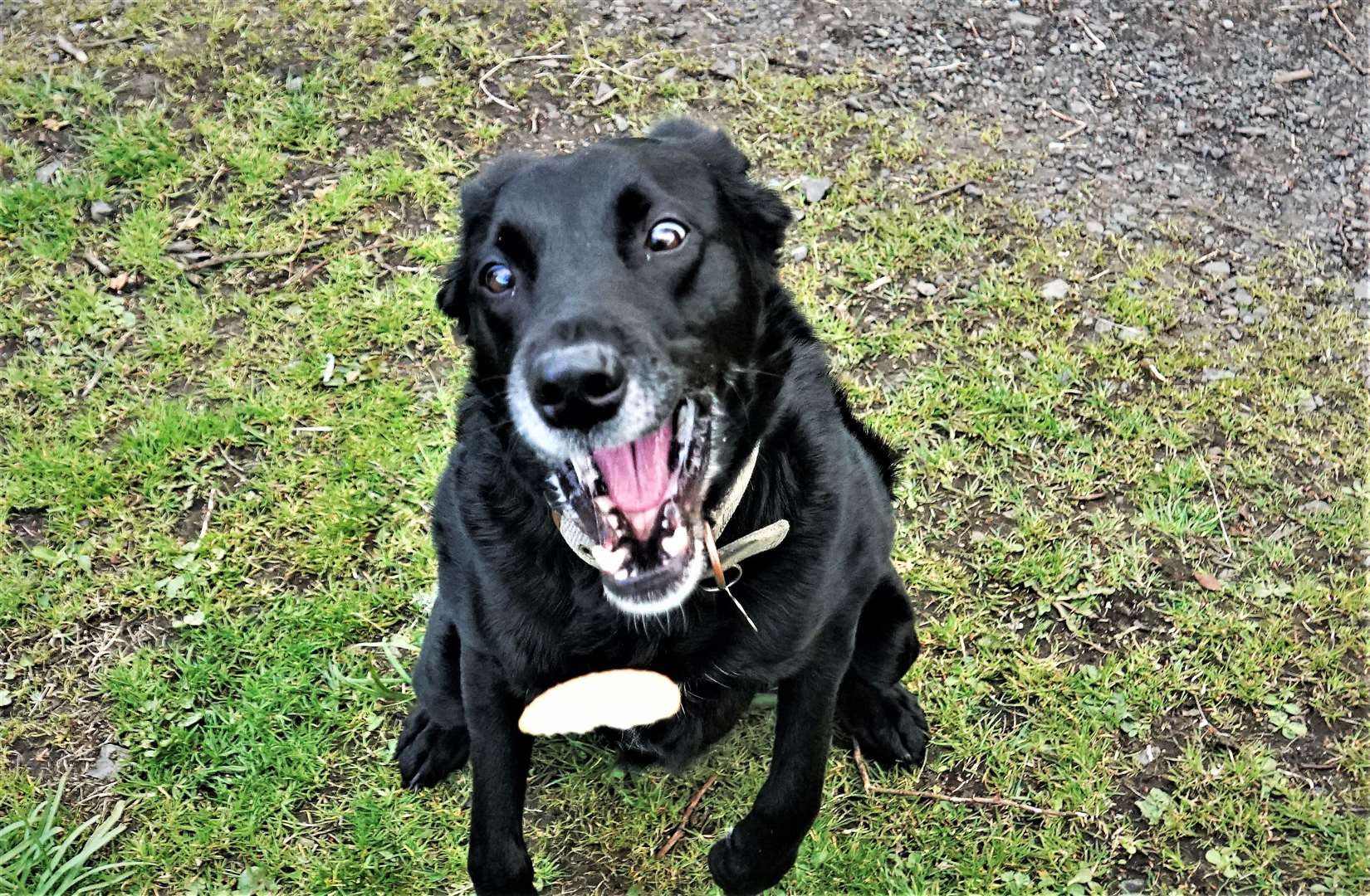 Jet the dog gets a treat for helping with litter picks in Wick. Picture: DGS