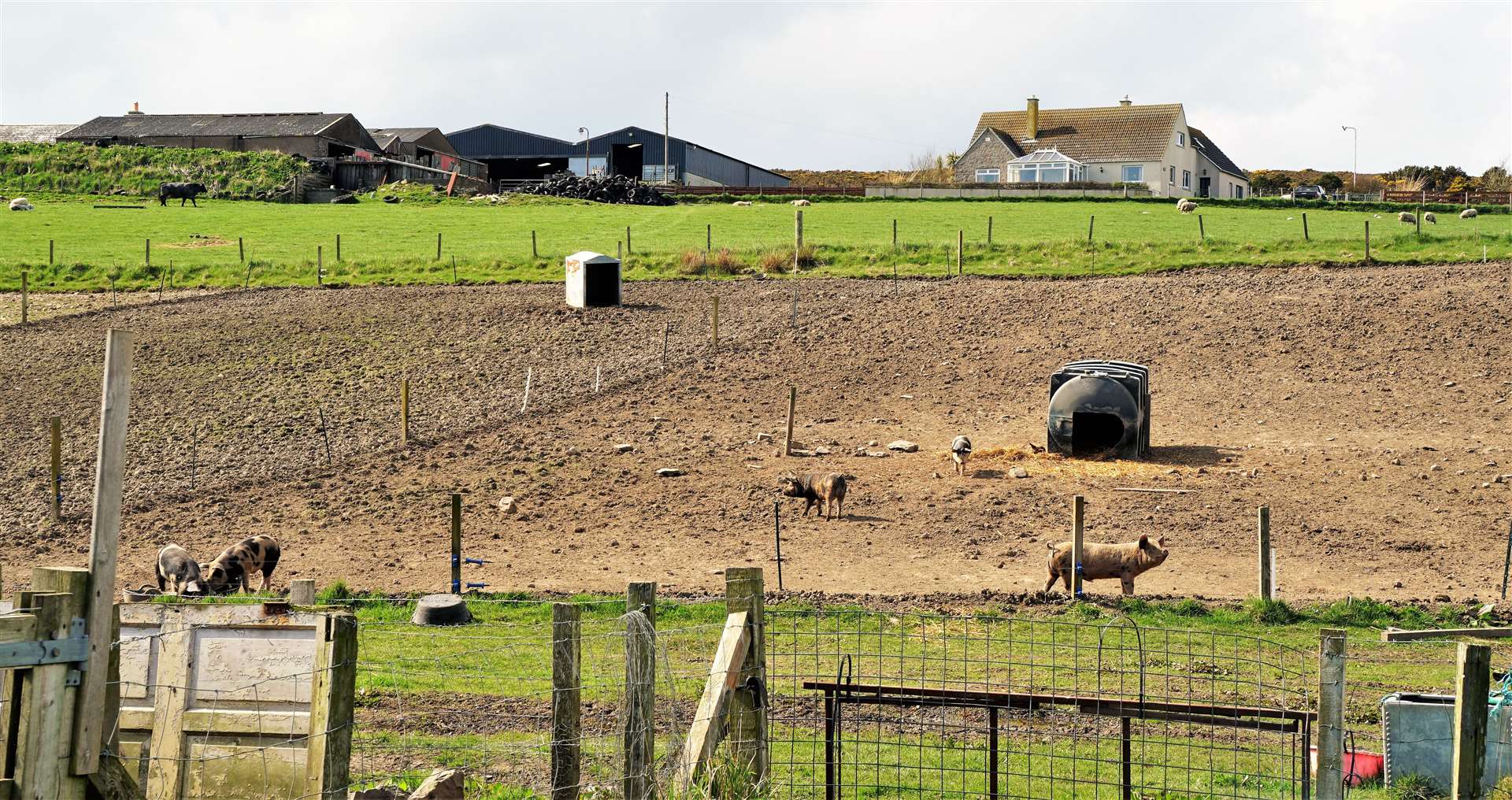 The 16-acre farm is situated in Mid Clyth and close to the main A99 road. Picture: DGS