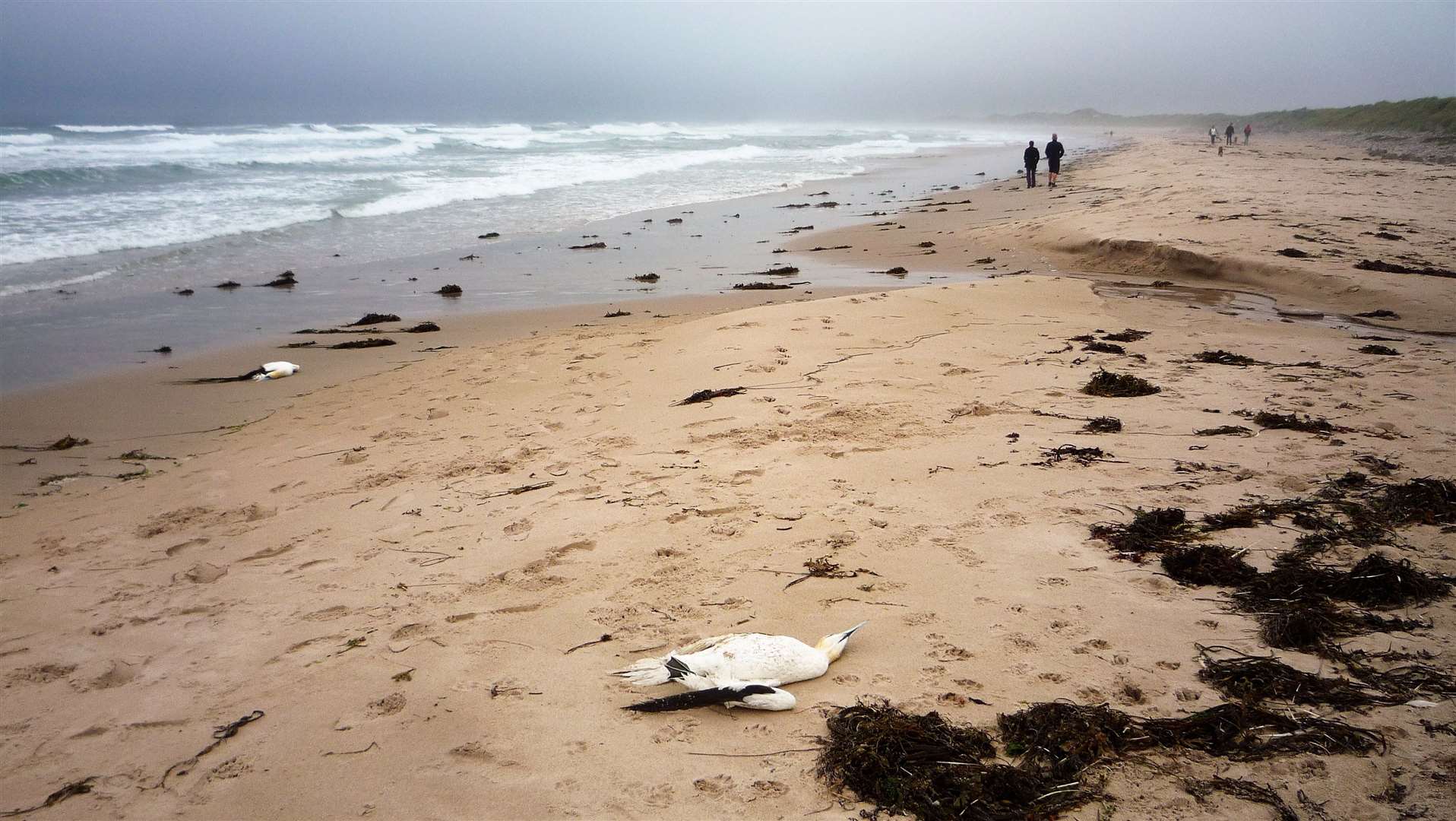 Many carcases of dead birds were seen on beaches around the Caithness coast during last year's outbreak of avian flu. This is Keiss beach last summer. Picture: DGS