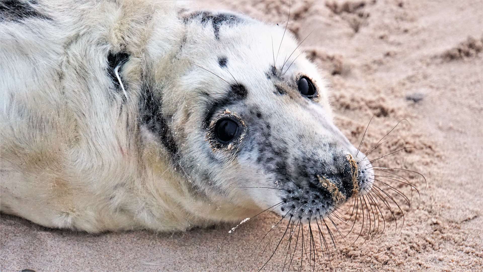 Seal pup abandoned on Keiss beach. The new rehab centre at Brough will help animals like this. Picture: DGS