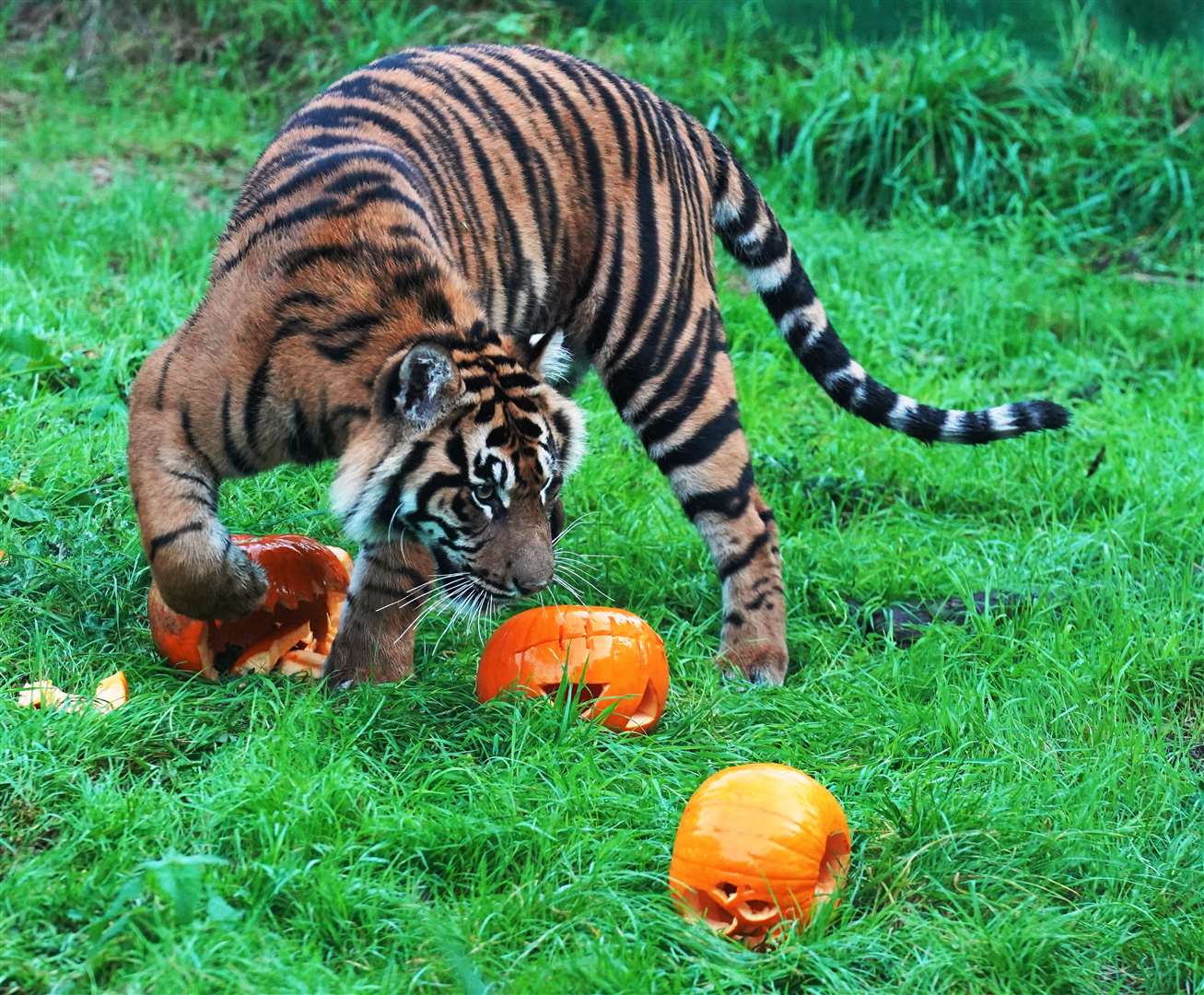 The tigers enjoyed playing with their food before devouring it (Jonathan Brady/PA)