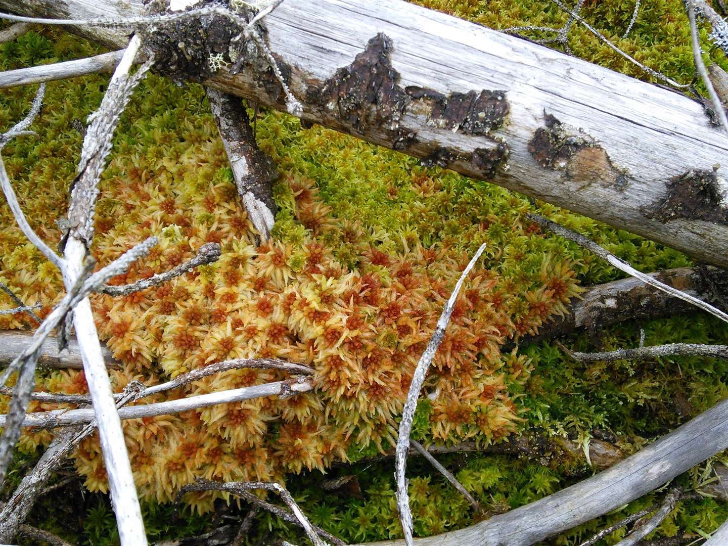 Sphagnum moss is vital for peatland formation.