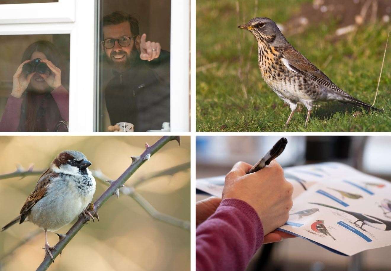 The RSPB Big Garden Birdwatch takes place from Friday to Sunday, January 26-28. Pictures: RSPB and Creative Commons