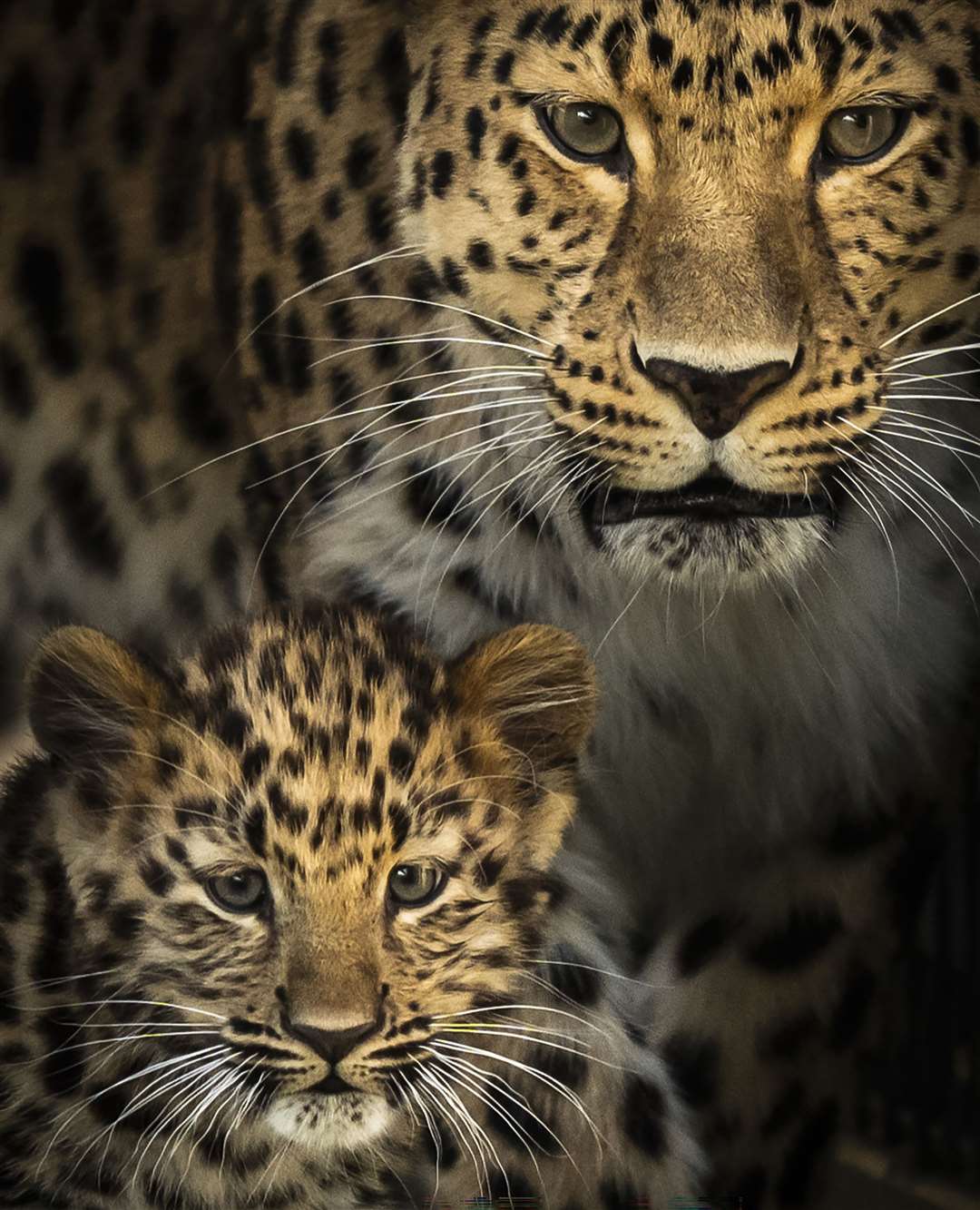 The only surviving critically endangered Amur leopard cub born in Europe this year, along with its mother Kristen, takes its first steps into its reserve at the Yorkshire Wildlife Park in Doncaster (Danny Lawson/PA)
