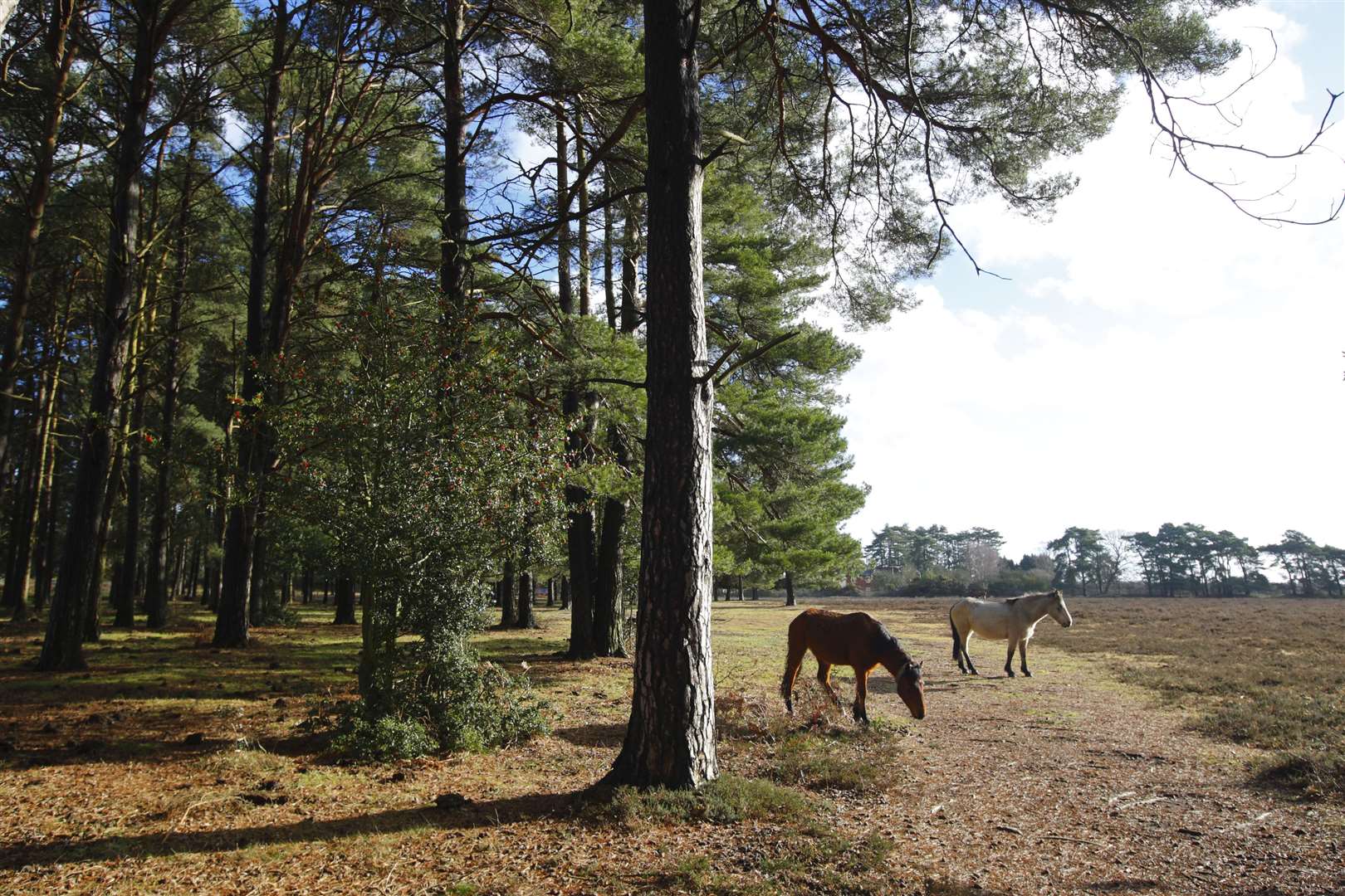 A general view of ponies in the New Forest National Park (Chris Ison/PA)