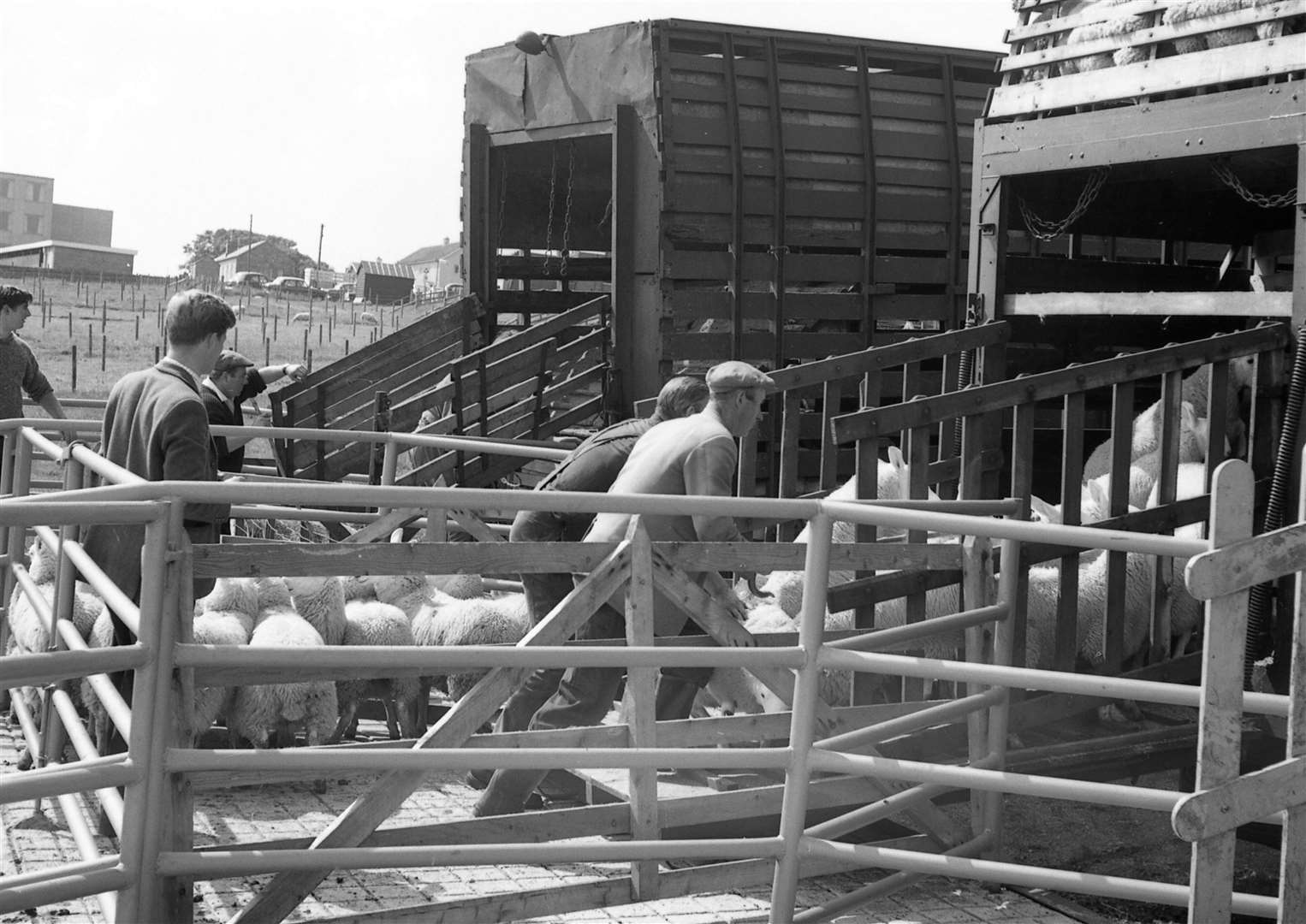 Sheep being loaded onto a lorry after a Thurso mart sale. Picture courtesy of Selby Collection and Thurso Heritage Society