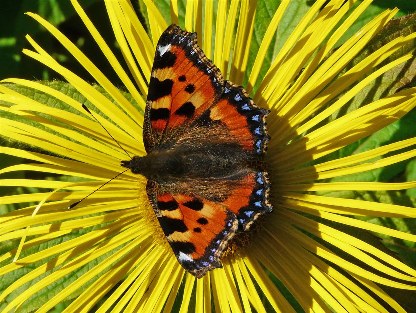 A small tortoiseshell butterfly photographed in Wick. Picture: Alan Hendry