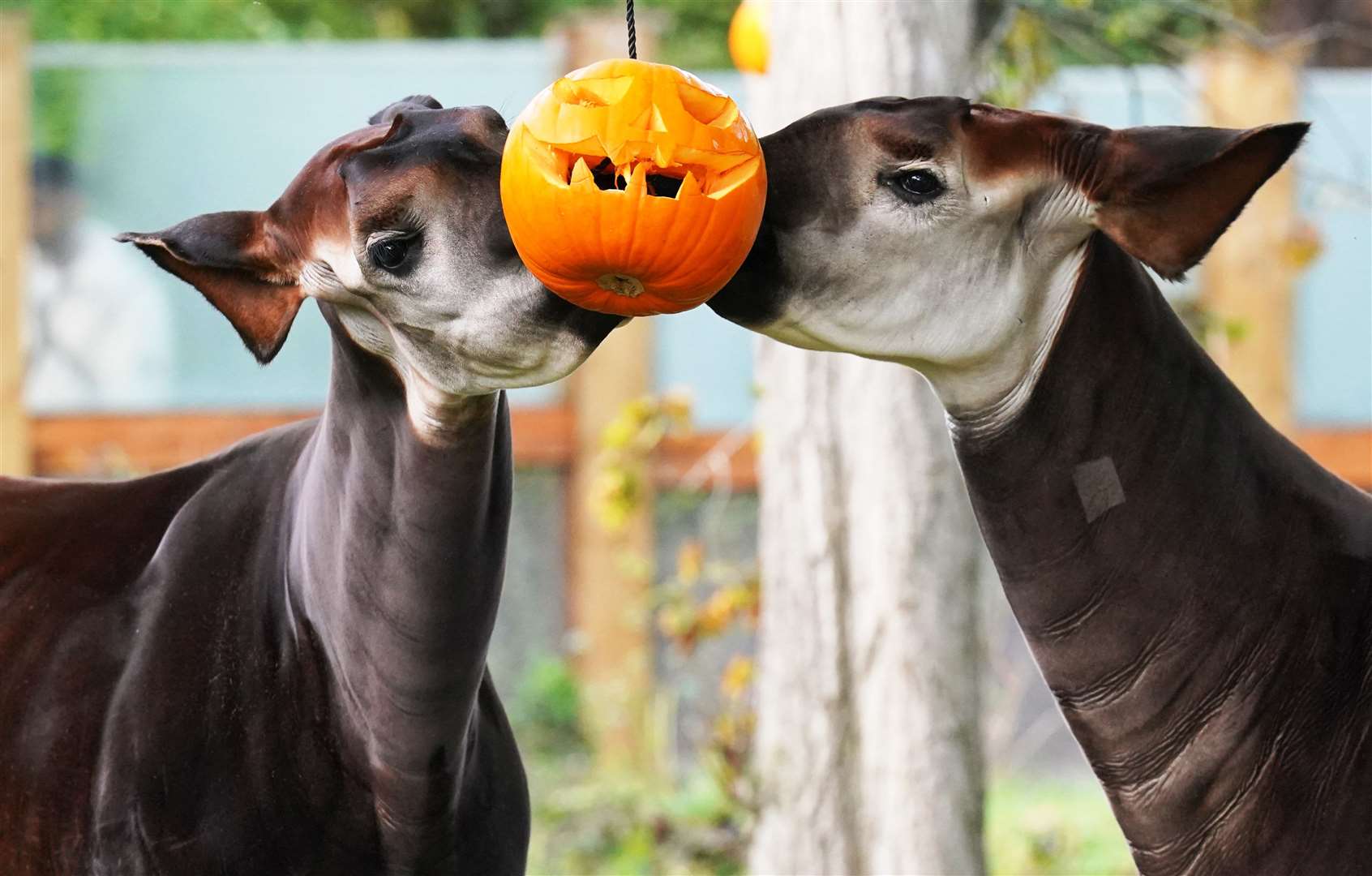 Okapis, Oni and Ede, wrapped their bewitching black tongues around the pumpkins (Jonathan Brady/PA)