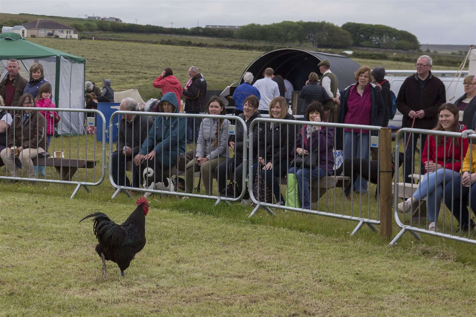 The poultry champion caused laughter when he didn't fancy taking part in the champion of champions line-up and tried to make his escape across the main ring. Picture: Robert MacDonald / Northern Studios