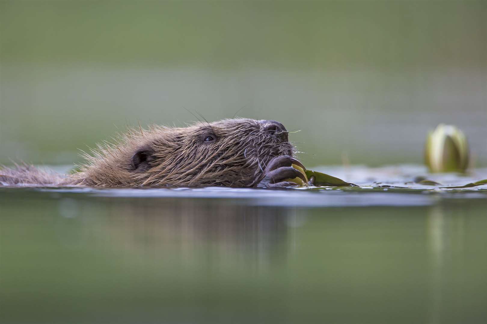 A European Beaver. Picture by Scotland: The Big Picture.
