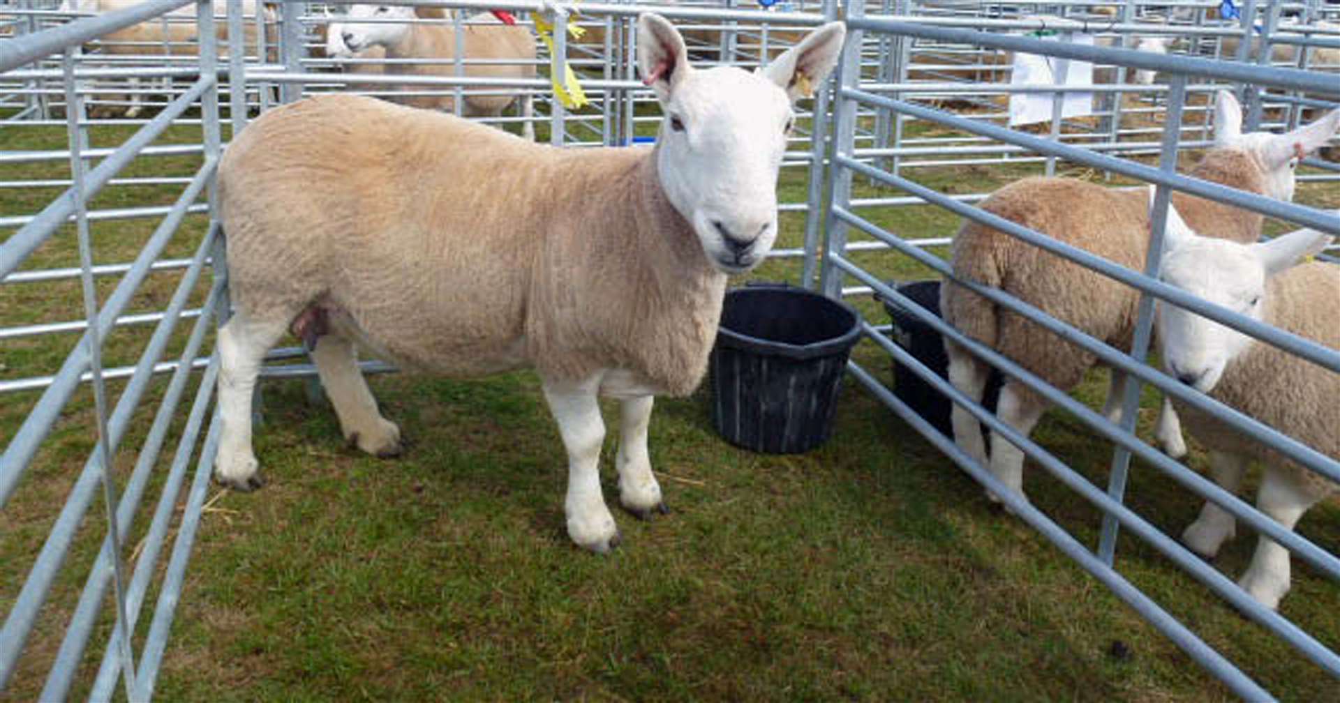 This year's County Show has been cancelled due to the coronavirus