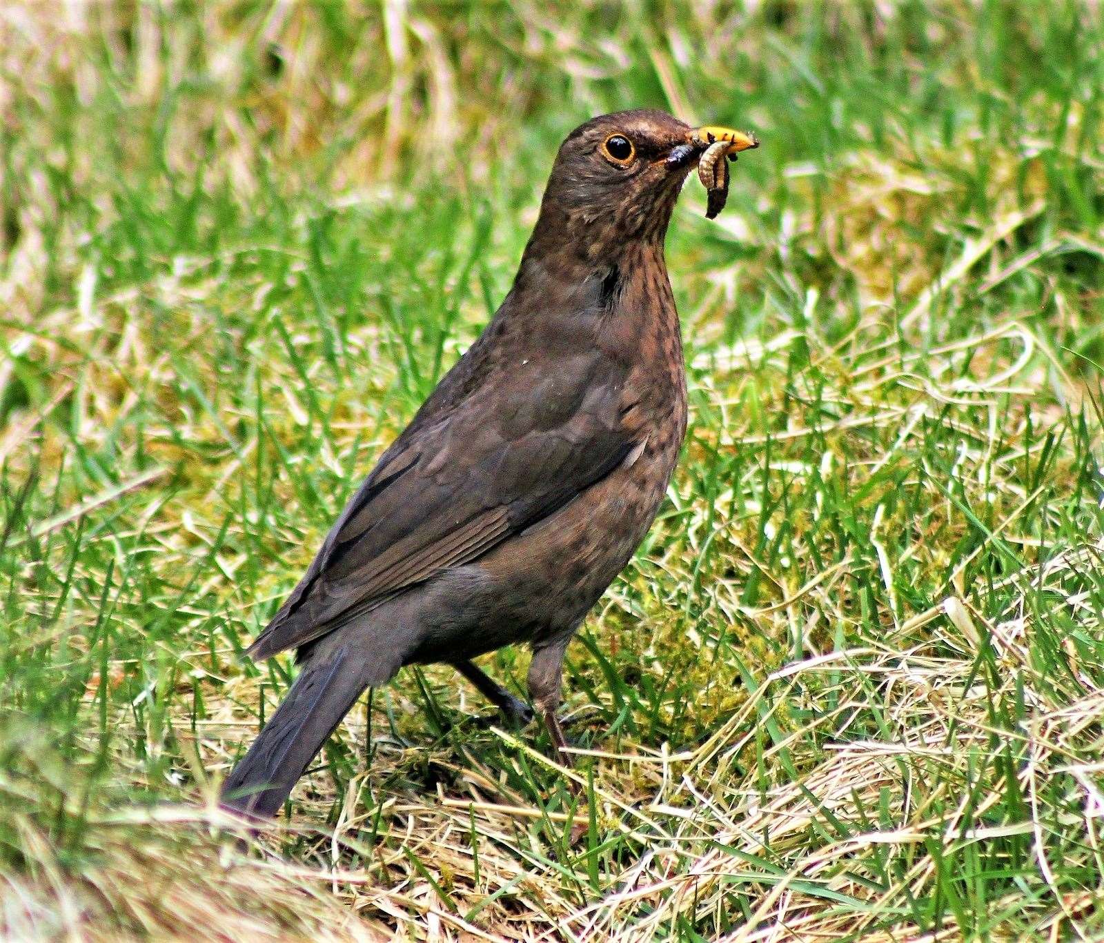 The blackbird – the most popular farmland bird in last year’s Big Farmland Bird Count. Picture: Marlies Nicolai, GWCT