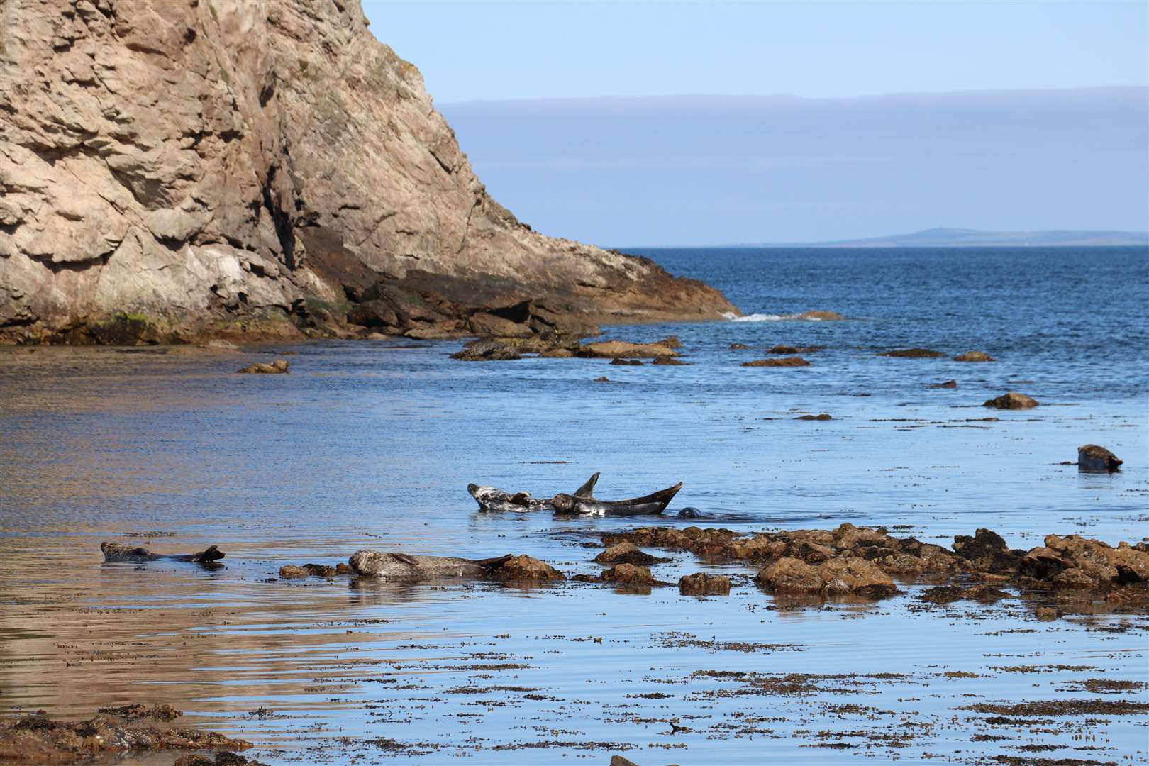Seals in Brough Bay on a sunny day. Picture: Tim Sliedrecht