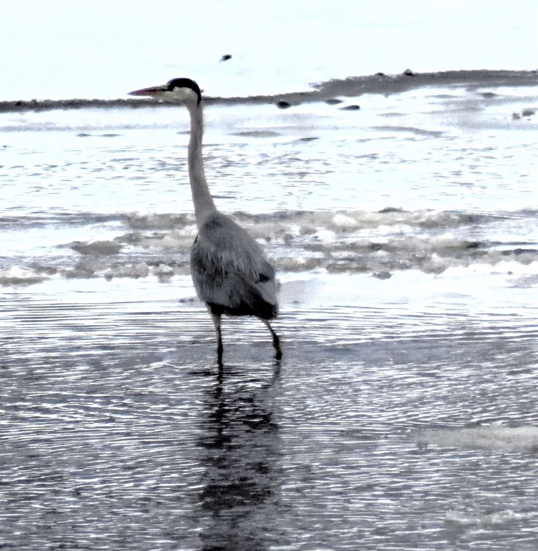 A grey heron in icy Wick River. Picture: Noel Donaldson