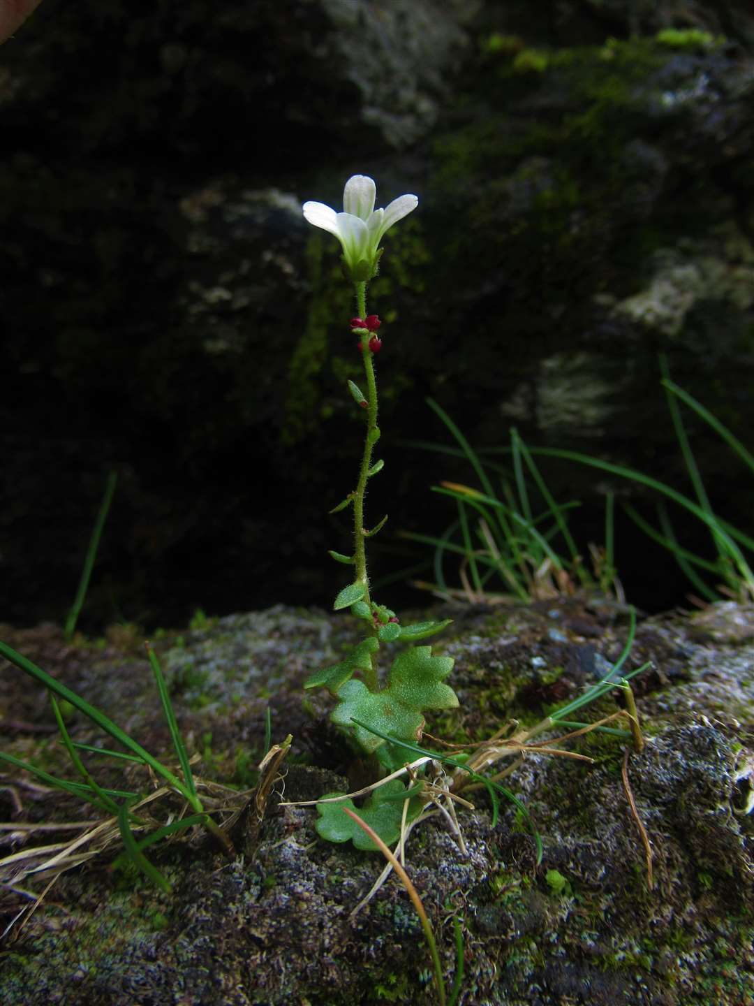 Drooping saxifrage is another species that is under threat (Sarah Watts/University of Stirling/PA)