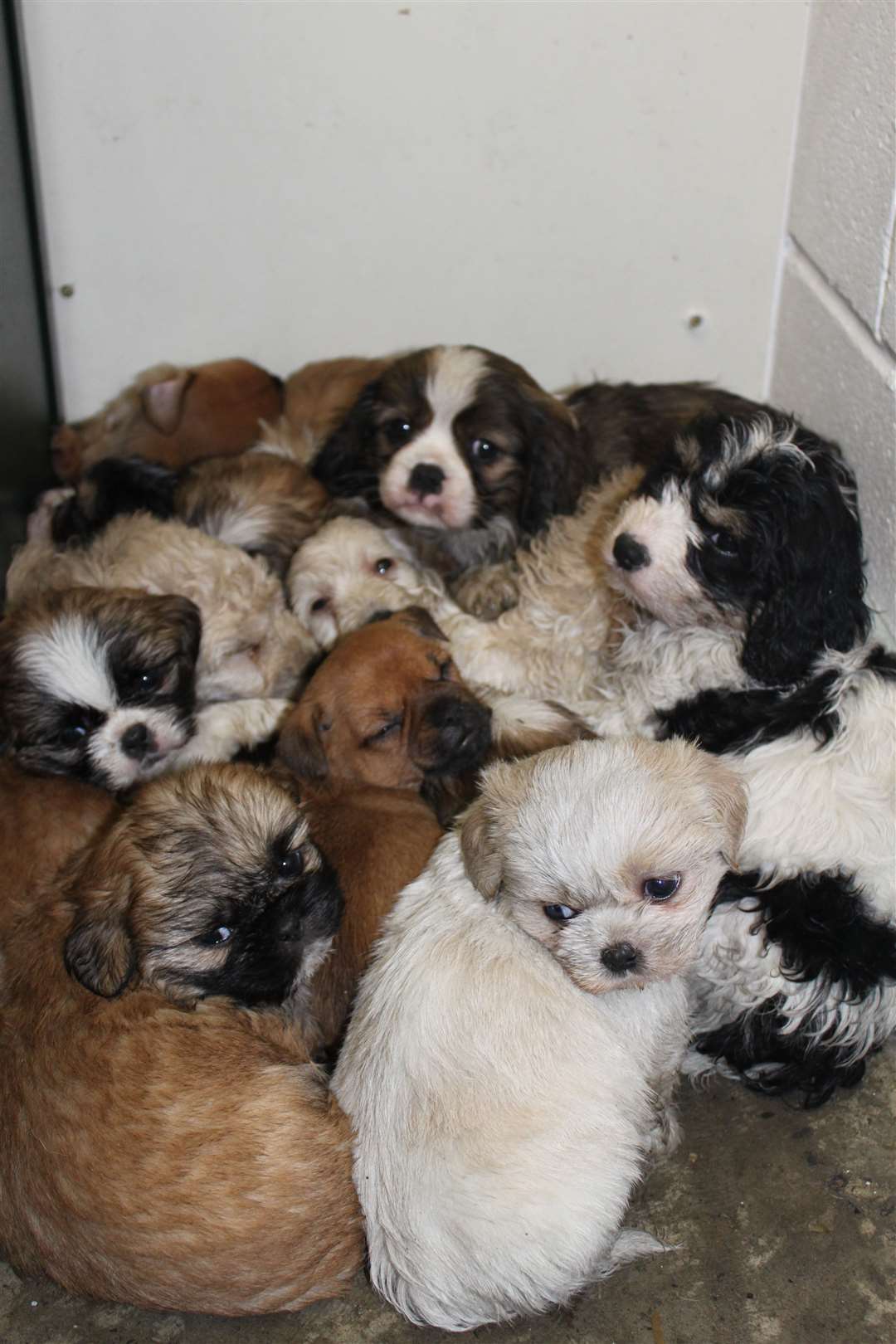 Puppies seized by the Scottish SPCA Special Investigations Unit. Picture: Scottish SPCA