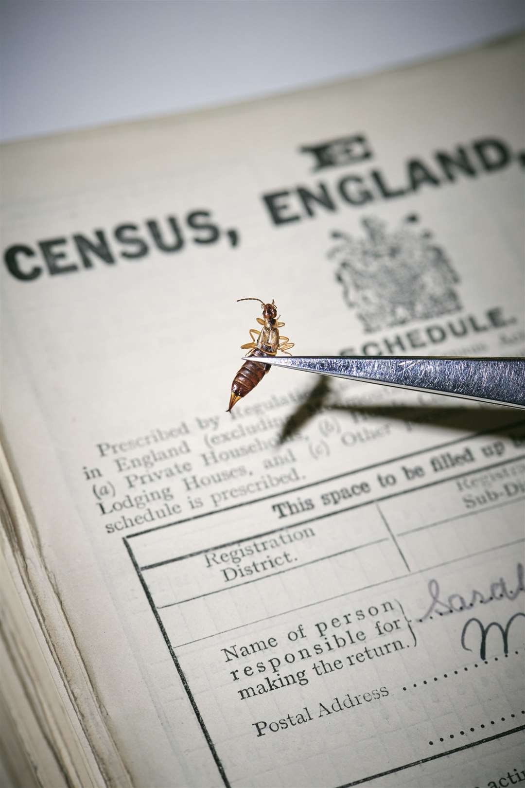 An insect that died at some point in the last 100 years is removed from the pages of the 1921 census during the conservation process (Findmypast/PA)