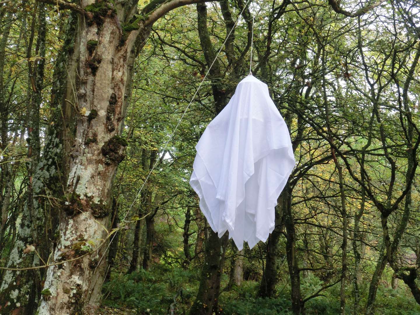 This ghost is just hanging around the woods at Forse of Nature. Picture: DGS