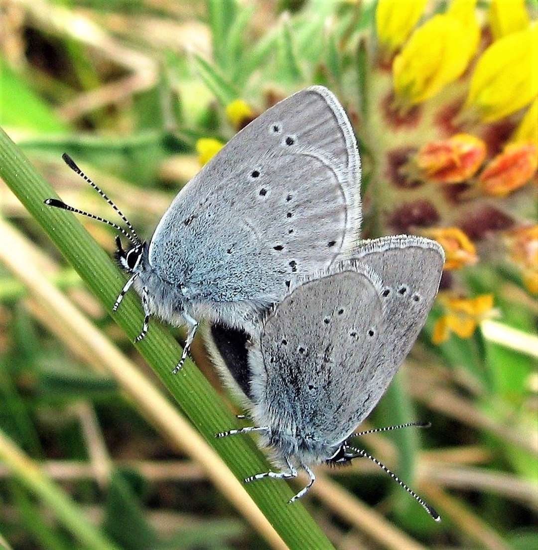Small blue butterfly mating.