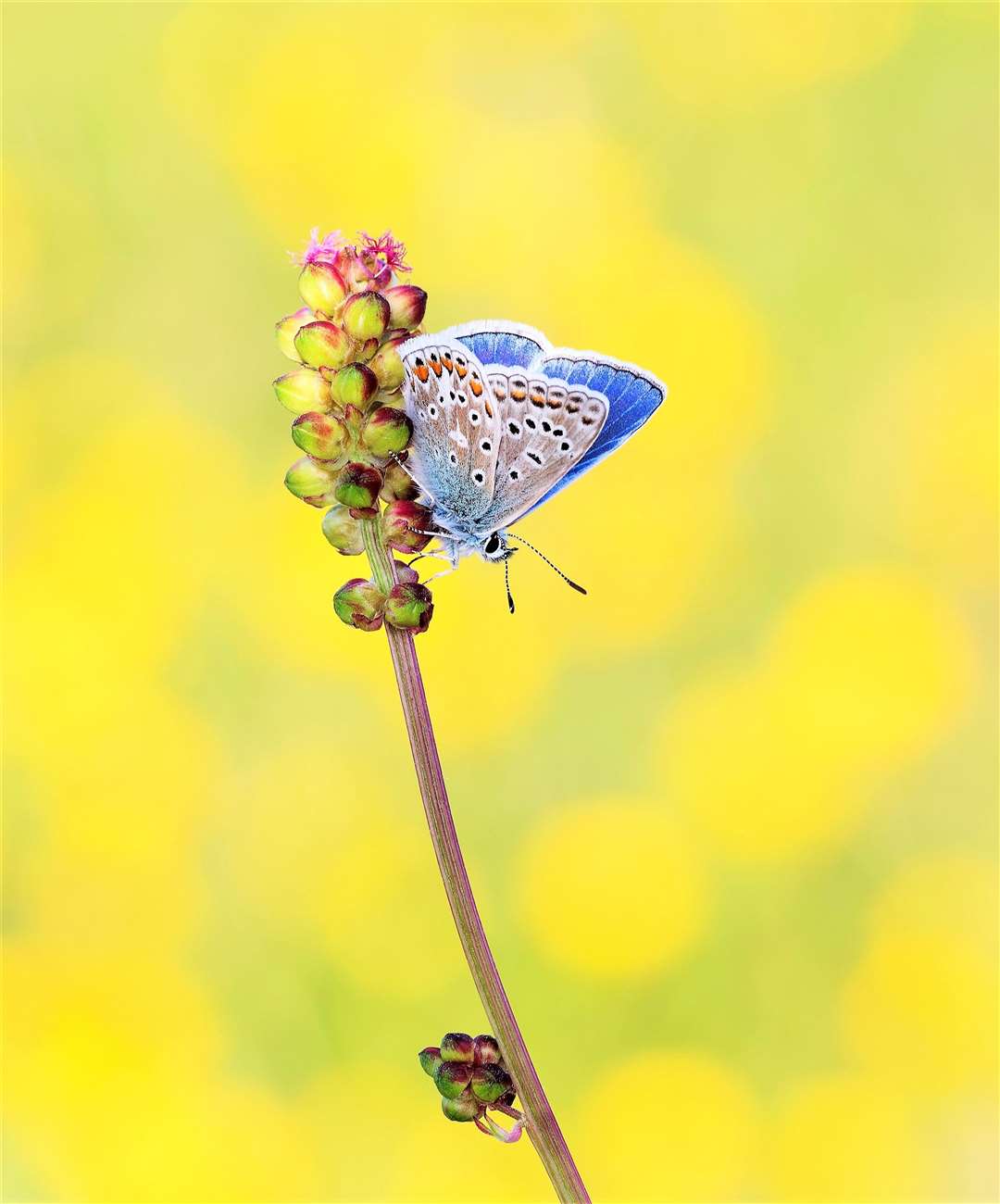 Common Blue butterfly. Picture: Kasia Bukowska