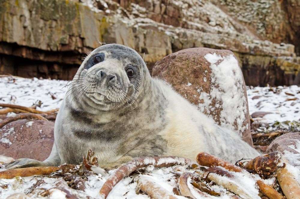Grey seal pup. Picture: Ken Crossan