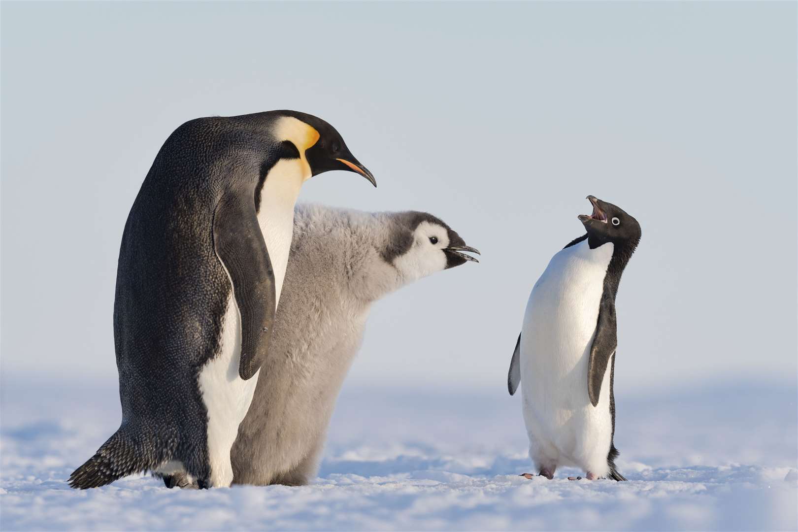 An Adelie penguin approaches an emperor penguin and its chick during feeding time in Antarctica’s Atka Bay (Stefan Christmann/Wildlife Photographer of the Year/PA)