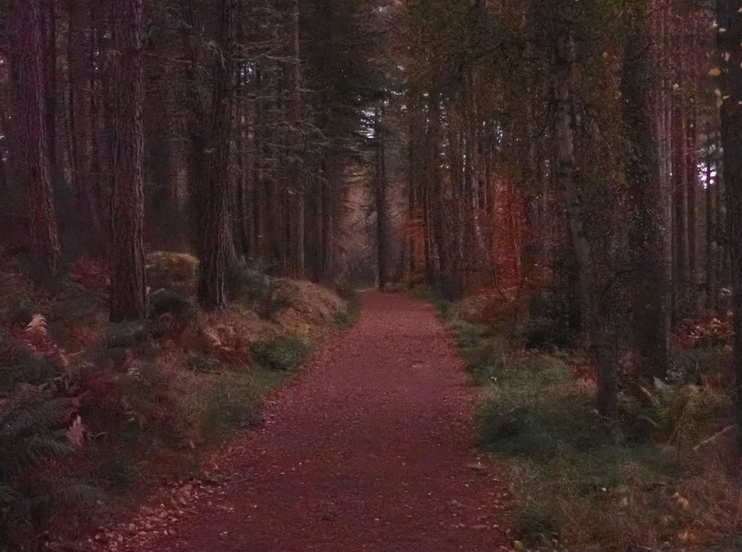 Fading light through the trees on the forest track.