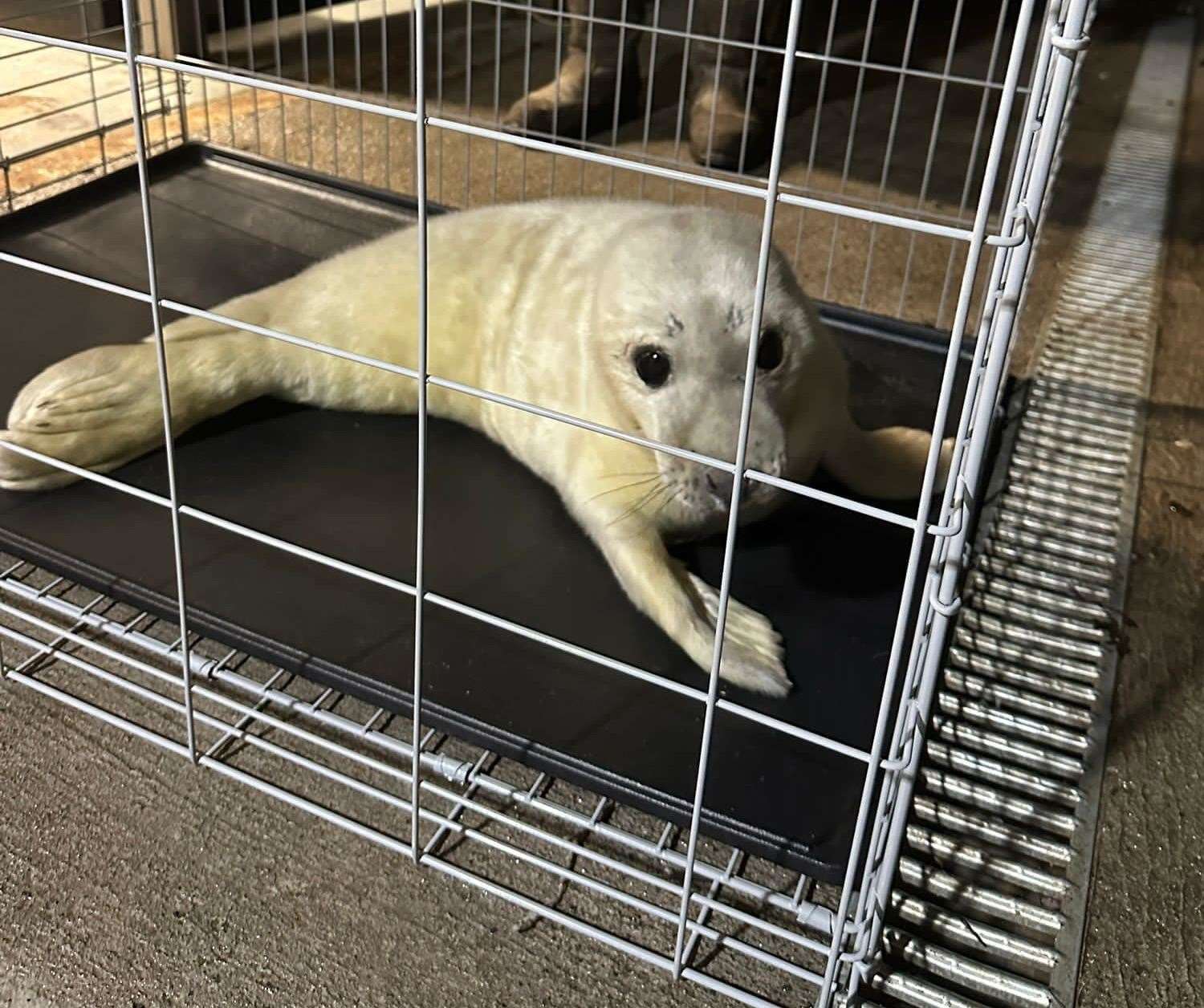 The seal pup rescued. Pictures taken by medics involved.