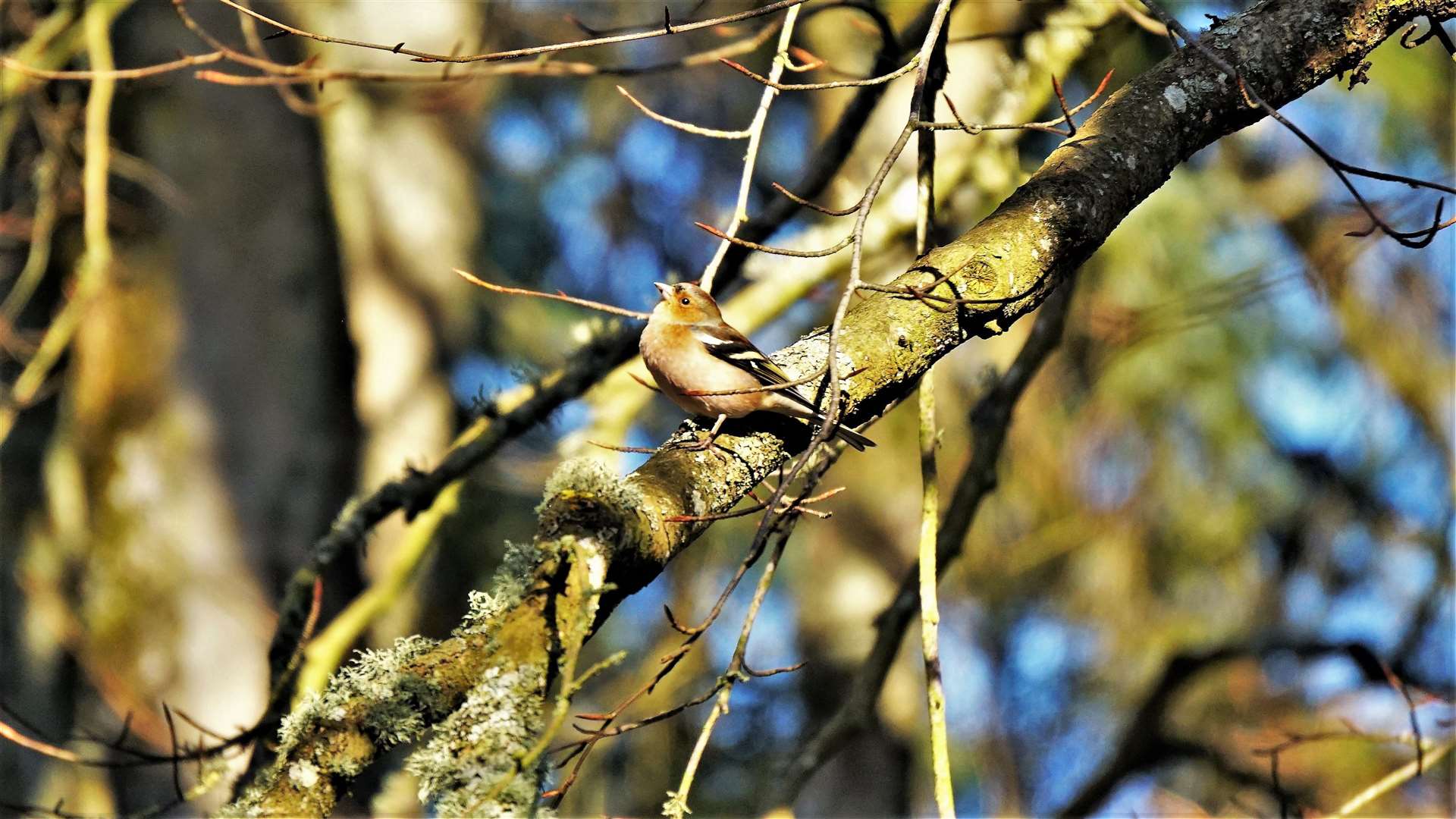 Chaffinch at Thrumster. Picture: DGS