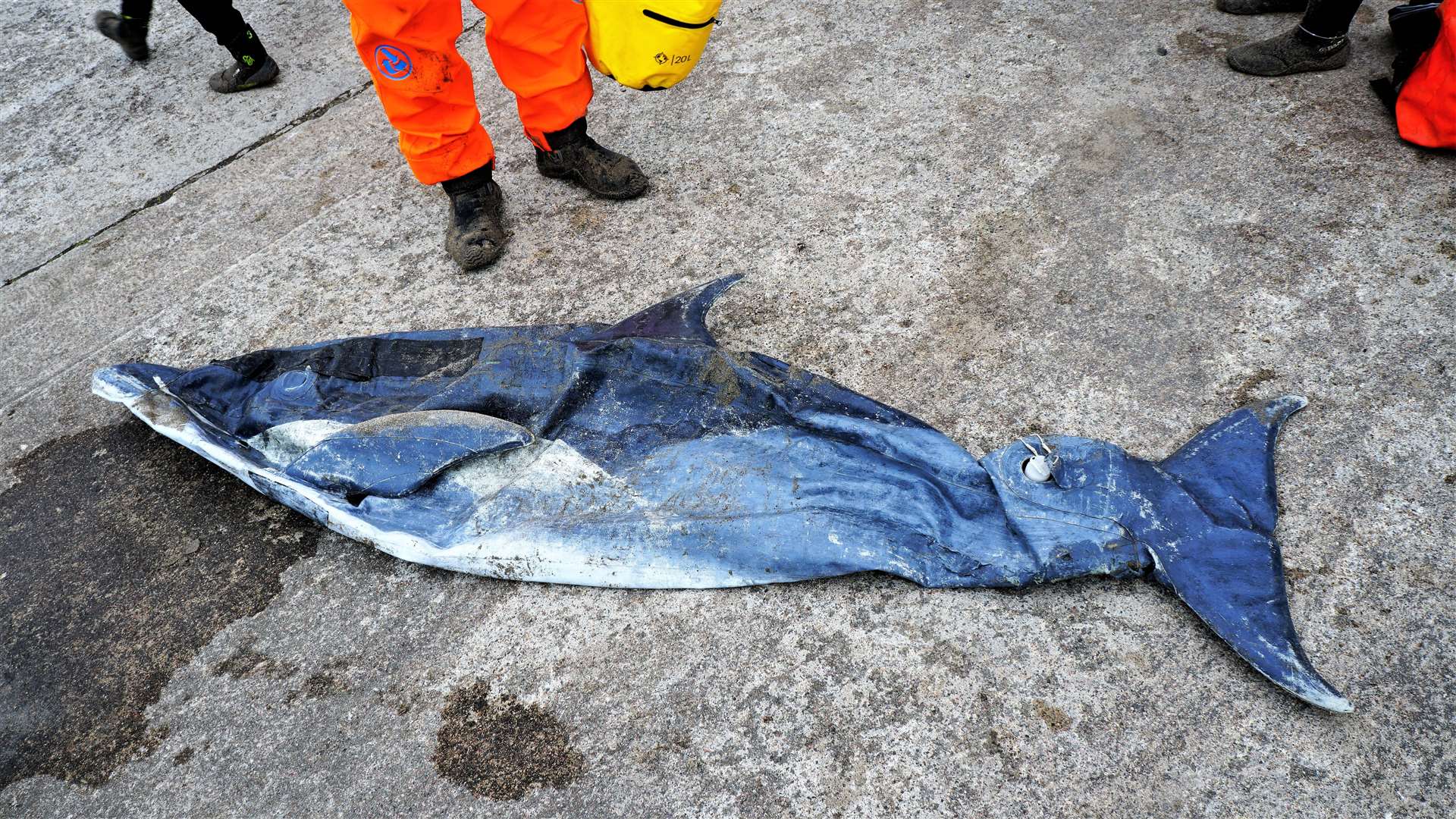 A very deflated dolphin at Thurso beach. Picture: DGS