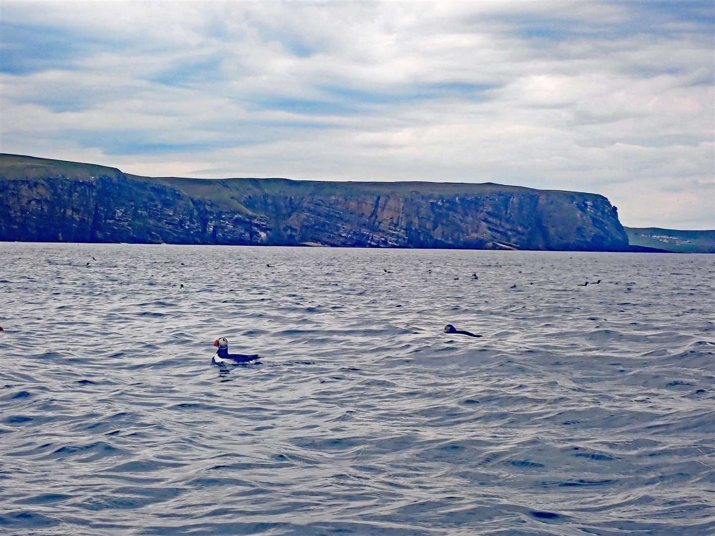 Puffins.