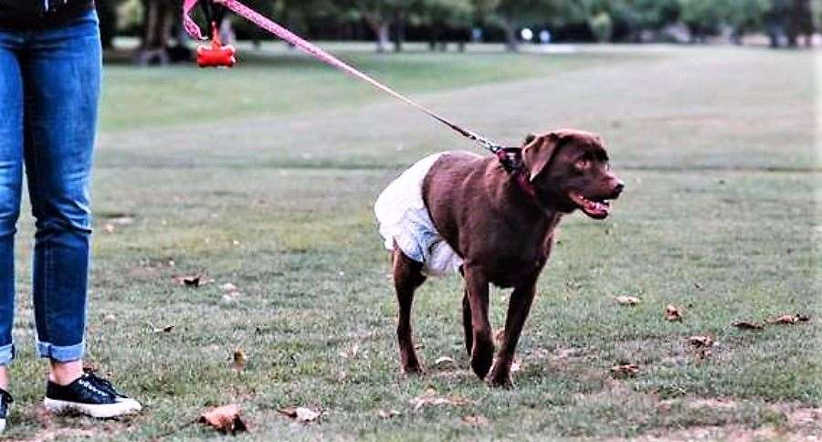 Dogs walking in nappies could take off in the UK think a eco aware company.