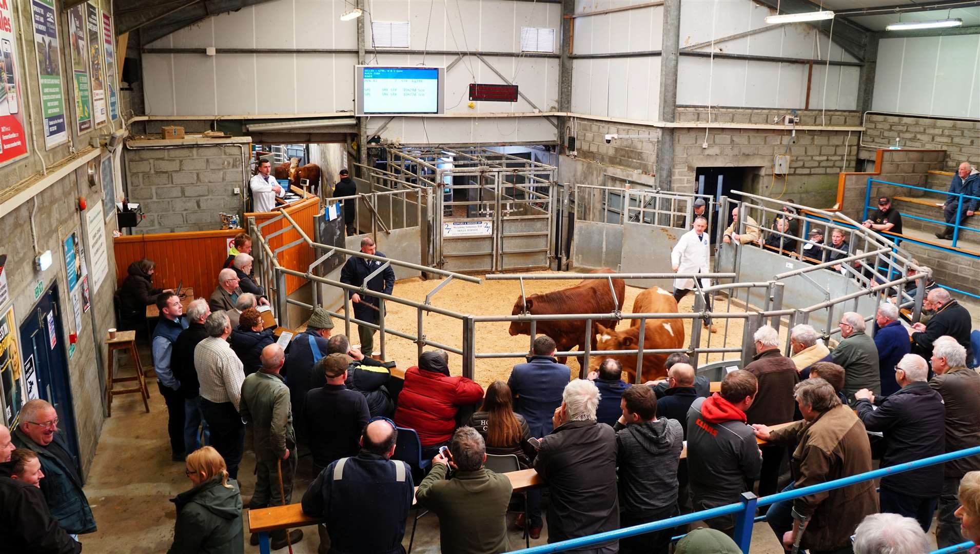 Inside Caithness Livestock Centre during the show and sale on Monday. Picture: DGS
