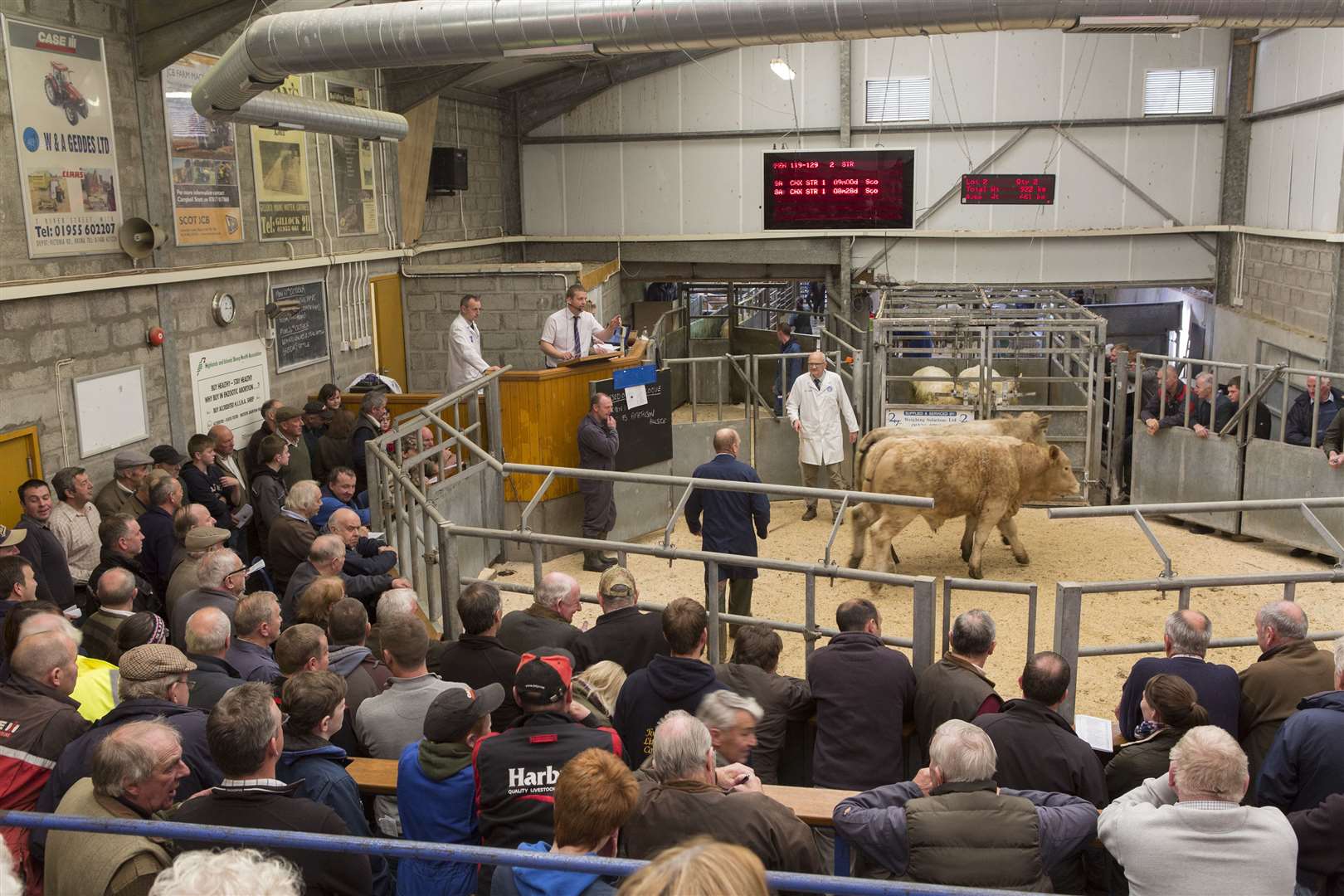 Caithness Livestock Centre. Picture: Robert MacDonald / Northern Studios