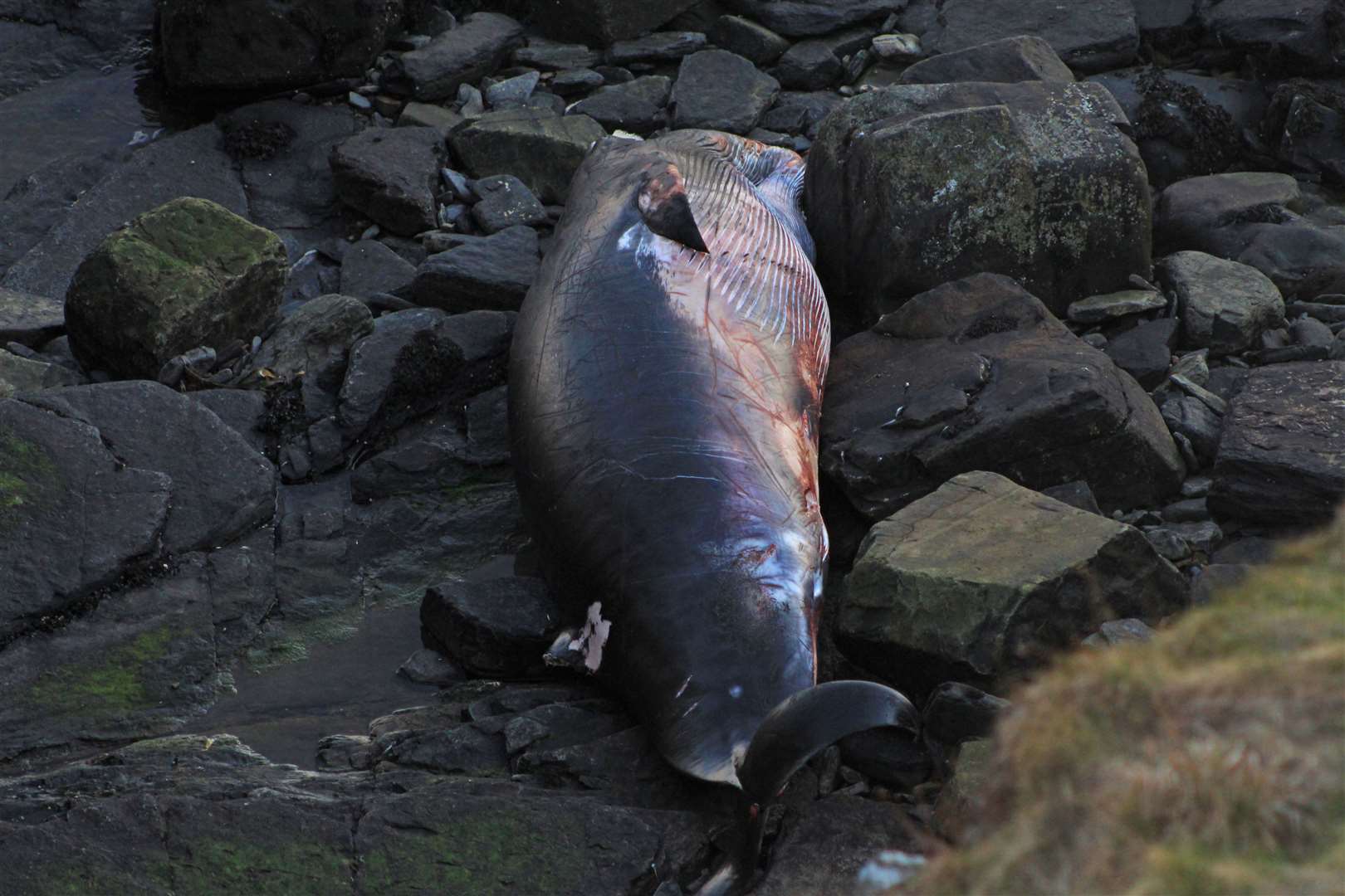 The dead minke whale on rocks on the north side of Wick Bay, pictured in March.