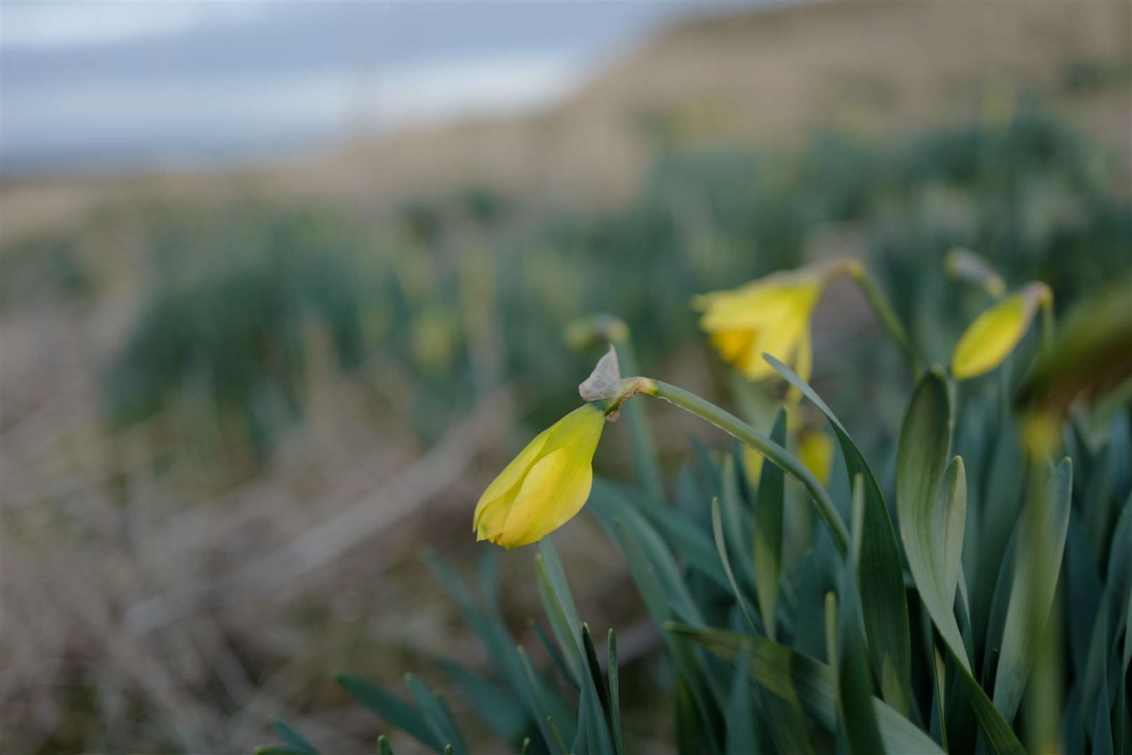 Some of the first emerging daffodils at Freswick this week.