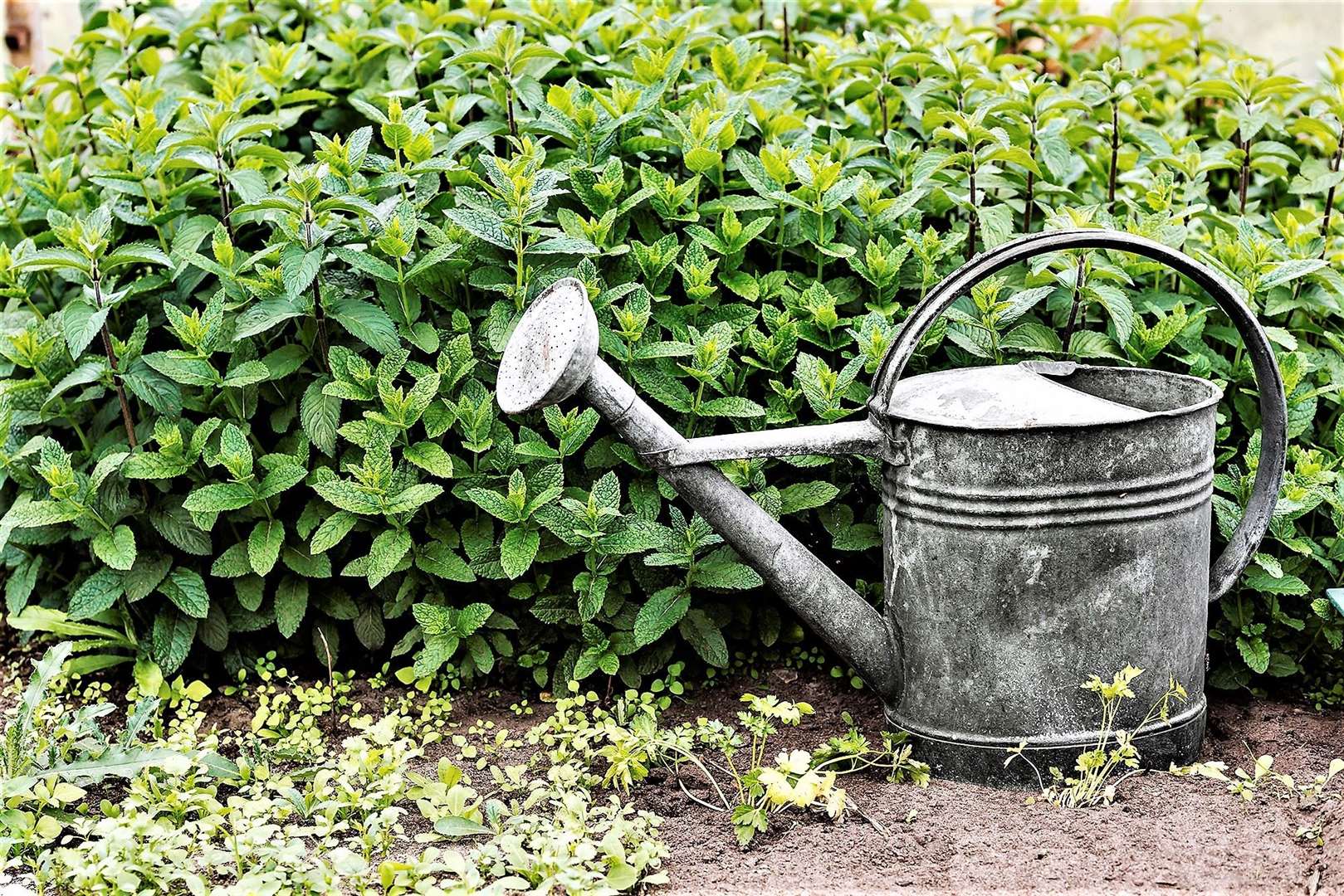 Scottish Water is working with gardening experts to provide simple tips and hints to help Scotland's gardeners take steps to help tackle climate change. Advice includes how to save water during times of drought risk and also how to help prevent flooding during times of extreme wet weather. Among the simple tips is to use a watering can instead of a sprinkler to save water - and to use old watering cans to collect rainwater, helping to prevent flooding