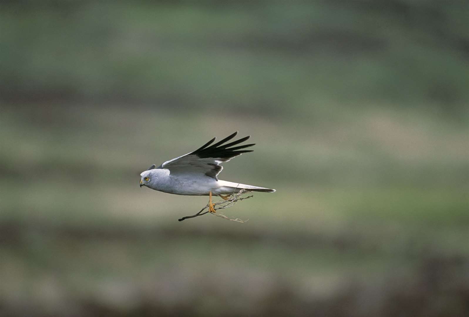 A male hen harrier in flight – the project hopes to shed more light on their behaviour. Picture: Andy Hay/RSPB