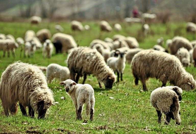 Report calls for short leash for dogs – and owners