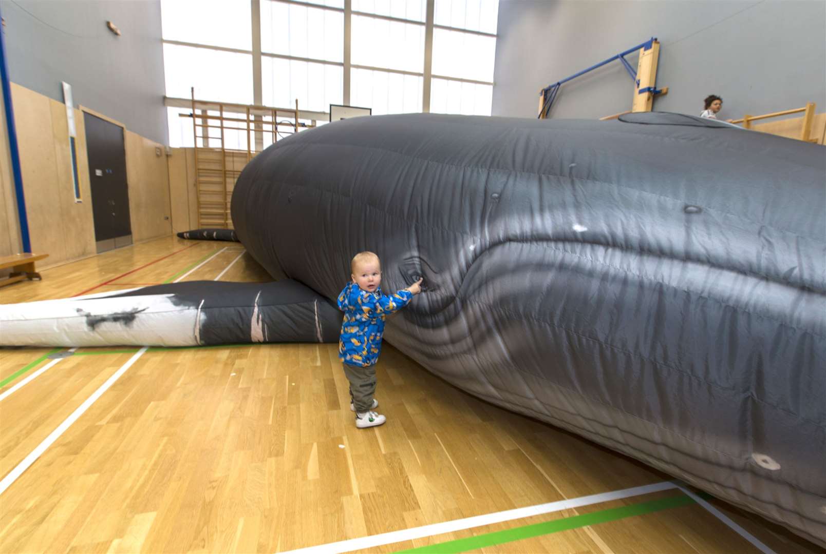 Not many two-year-olds can say they poked a humpback whale in the eye, but that's what Finn Shearer, from Wick, did albeit the whale was a life-size blow-up model on the Whale and Dolphin Conservation stand.Photo: Robert MacDonald/Northern Studios