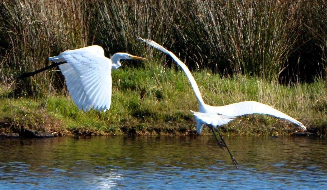 Great white egrets were seen at Yarrows loch on October 2, 2024. Picture: Wendy Sutherland